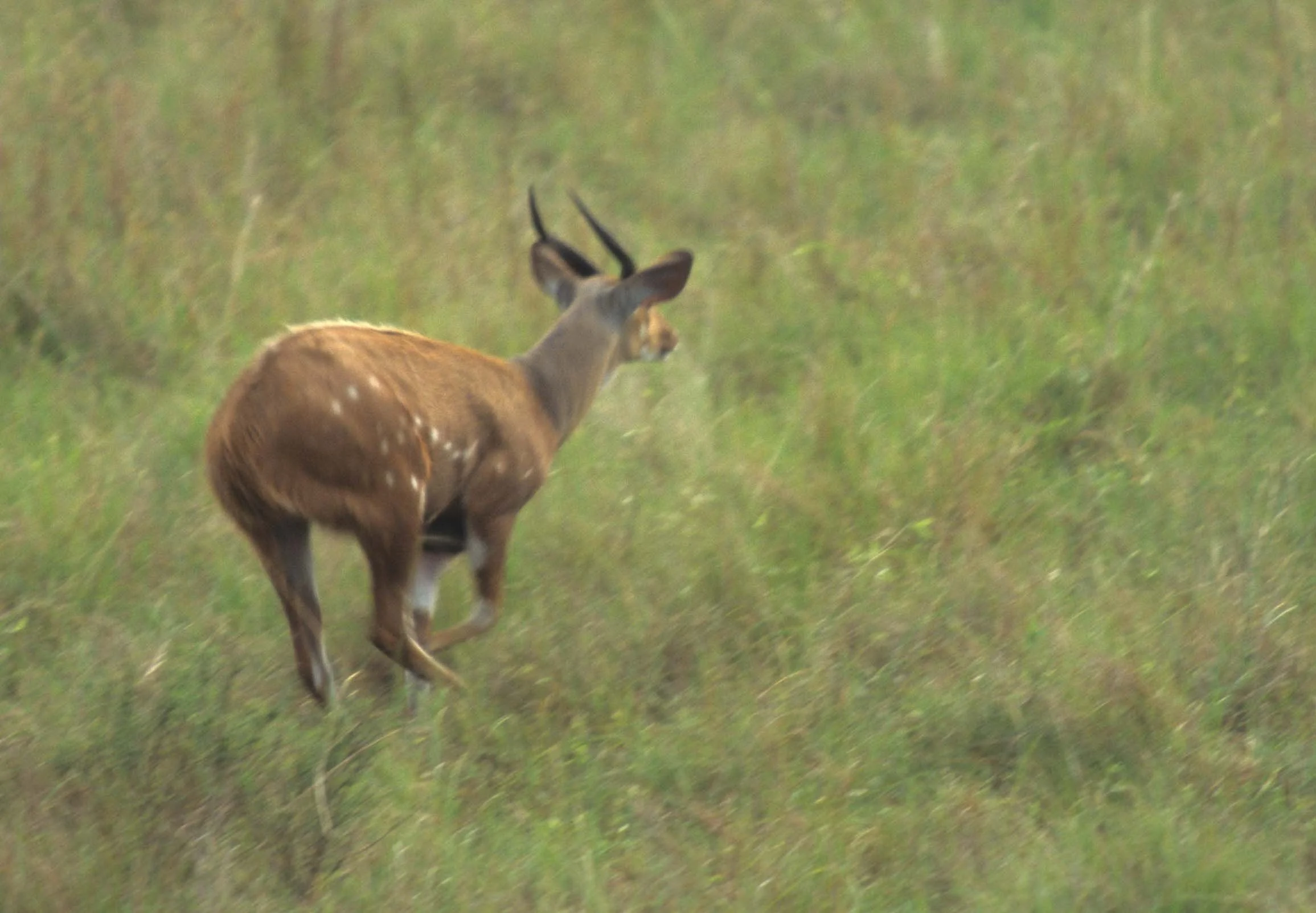 BOVID - BUSHBUCK - UGANDA.jpg