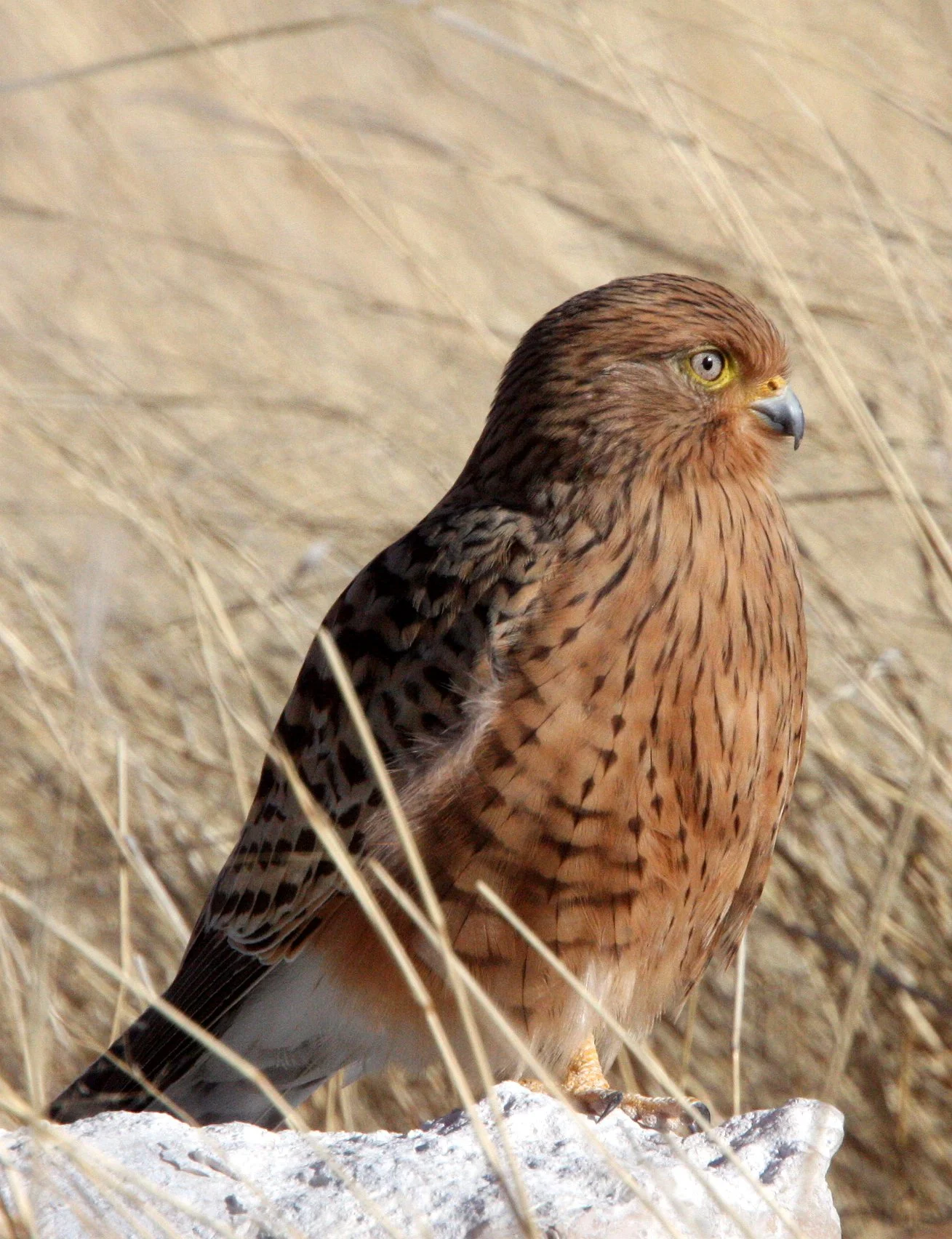 BIRD - KESTREL - GREATER KESTREL - ETOSHA NATIONAL PARK NAMIBIA (9).JPG