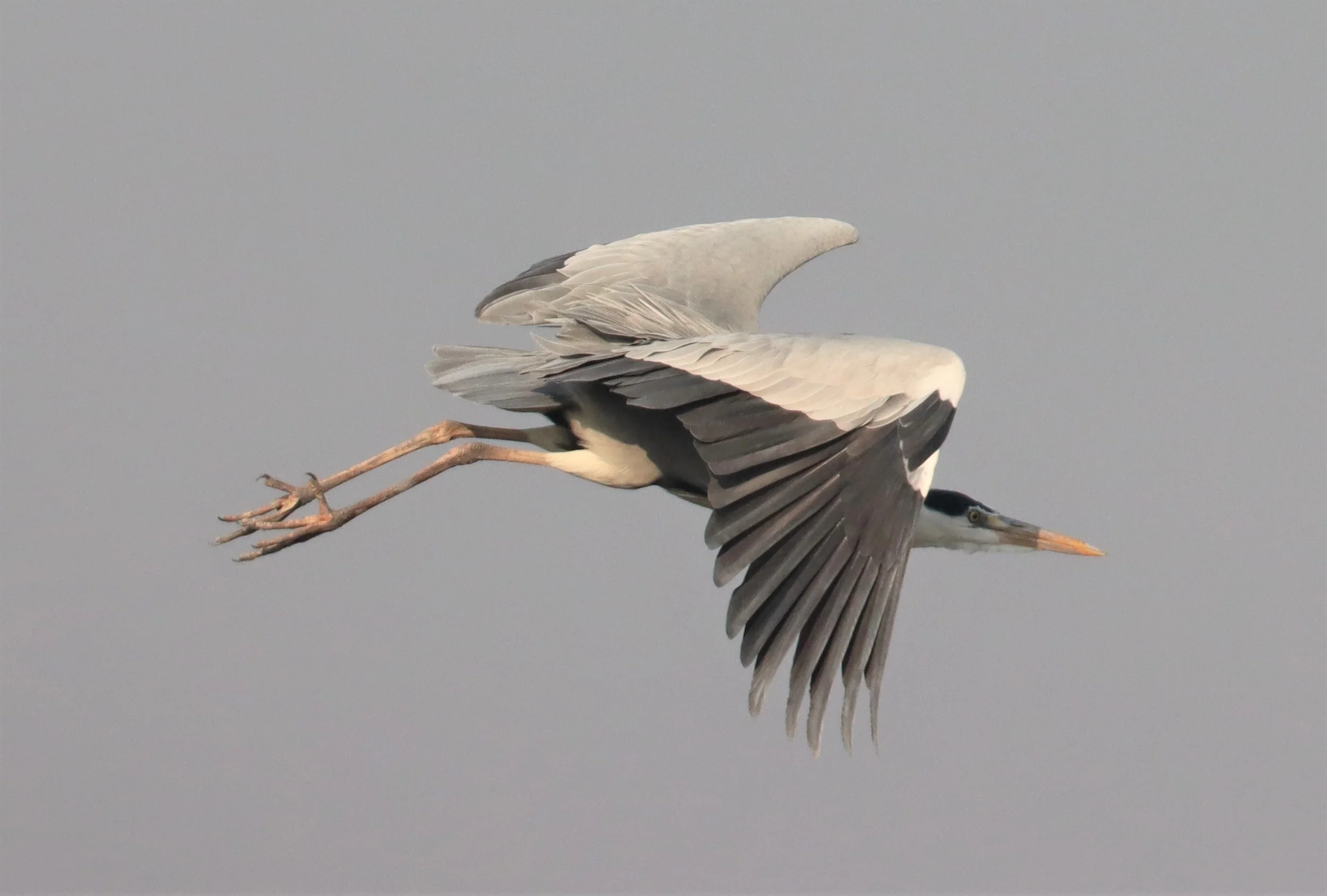 HERON - GREY HERON - Ardea cinerea - BANG KHAEM WETLANDS NAKHON PATHOM (10).jpg