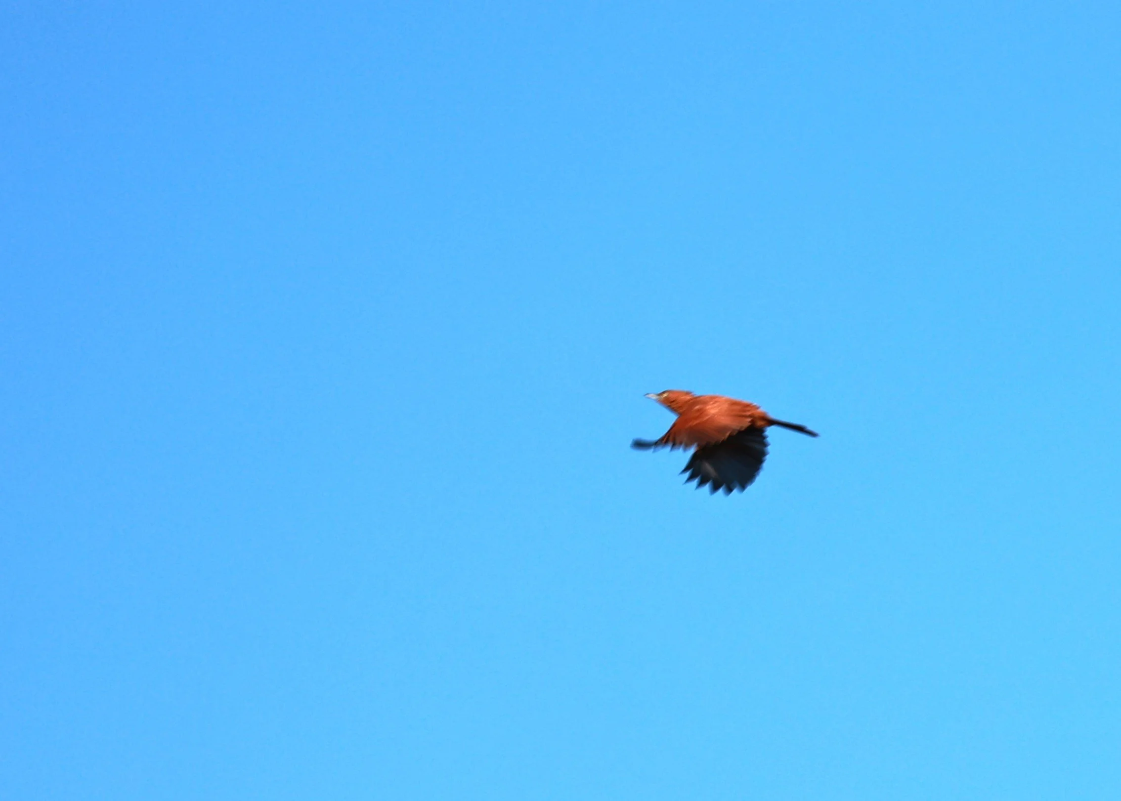 Rufous Chacholote (Pseudoseisura unirufa) Pousada Aguape - Fazenda São José Zona Rural, Aquidauana, Mato Grosso do Sul, Brazil
