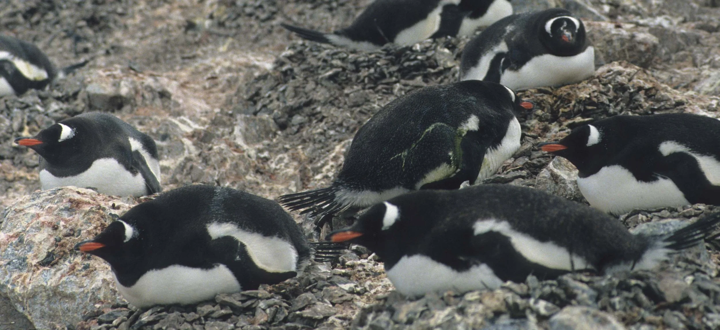 Gentoo Penguin (Pygoscelis papua) Danco Island Antarctic Peninsula (22).jpg