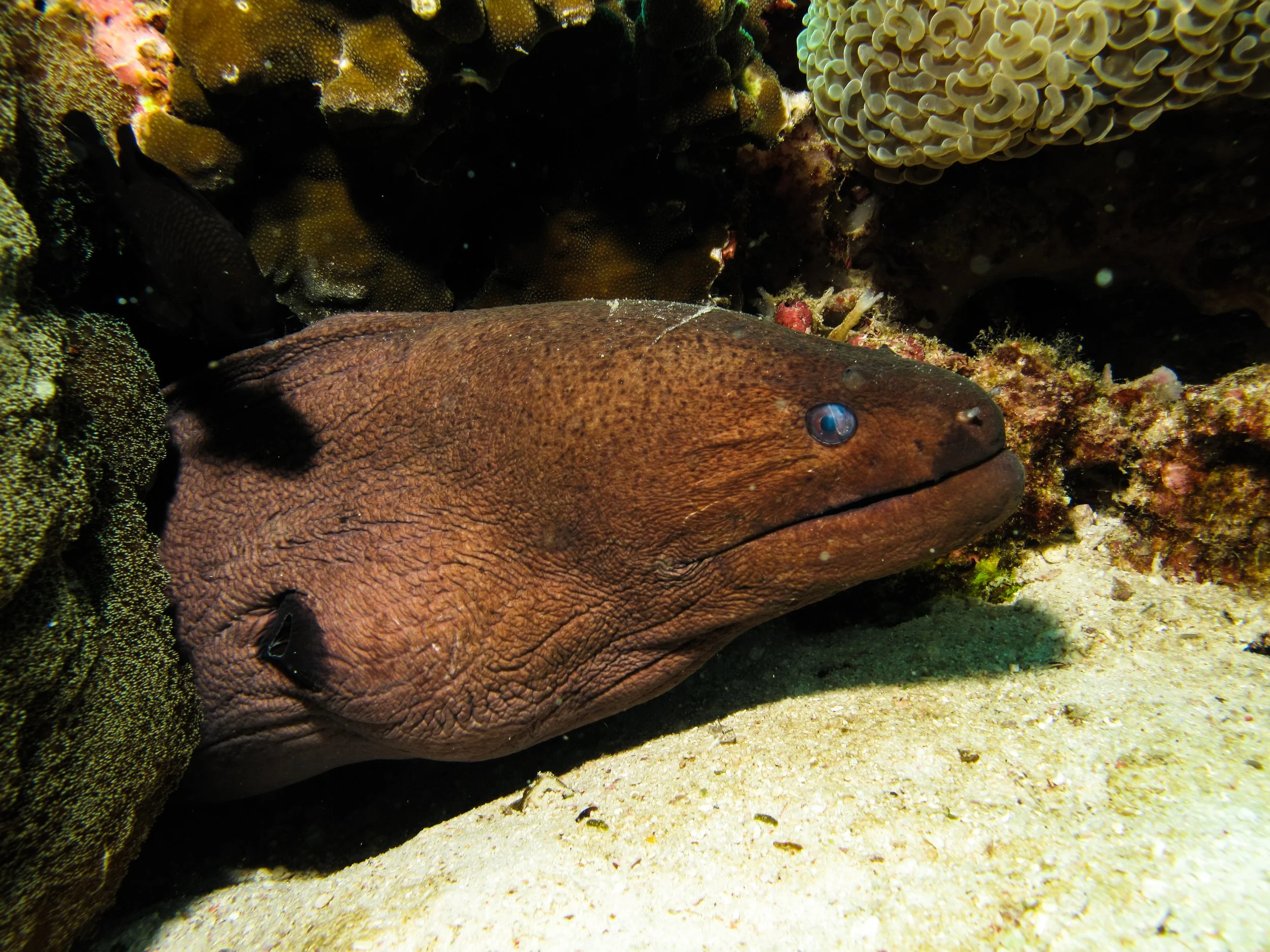 2013 Koh Lanta Dive Trip Koh Ha (114).jpg