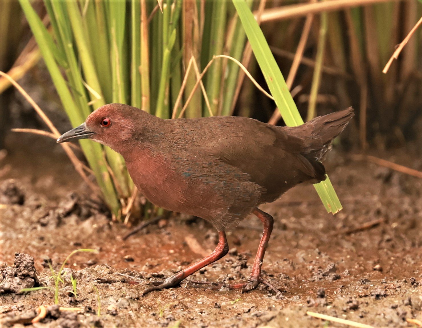 Ruddy-breasted Crake (Porzana fusca) Pathum Thani Rice Research Center (28).jpg
