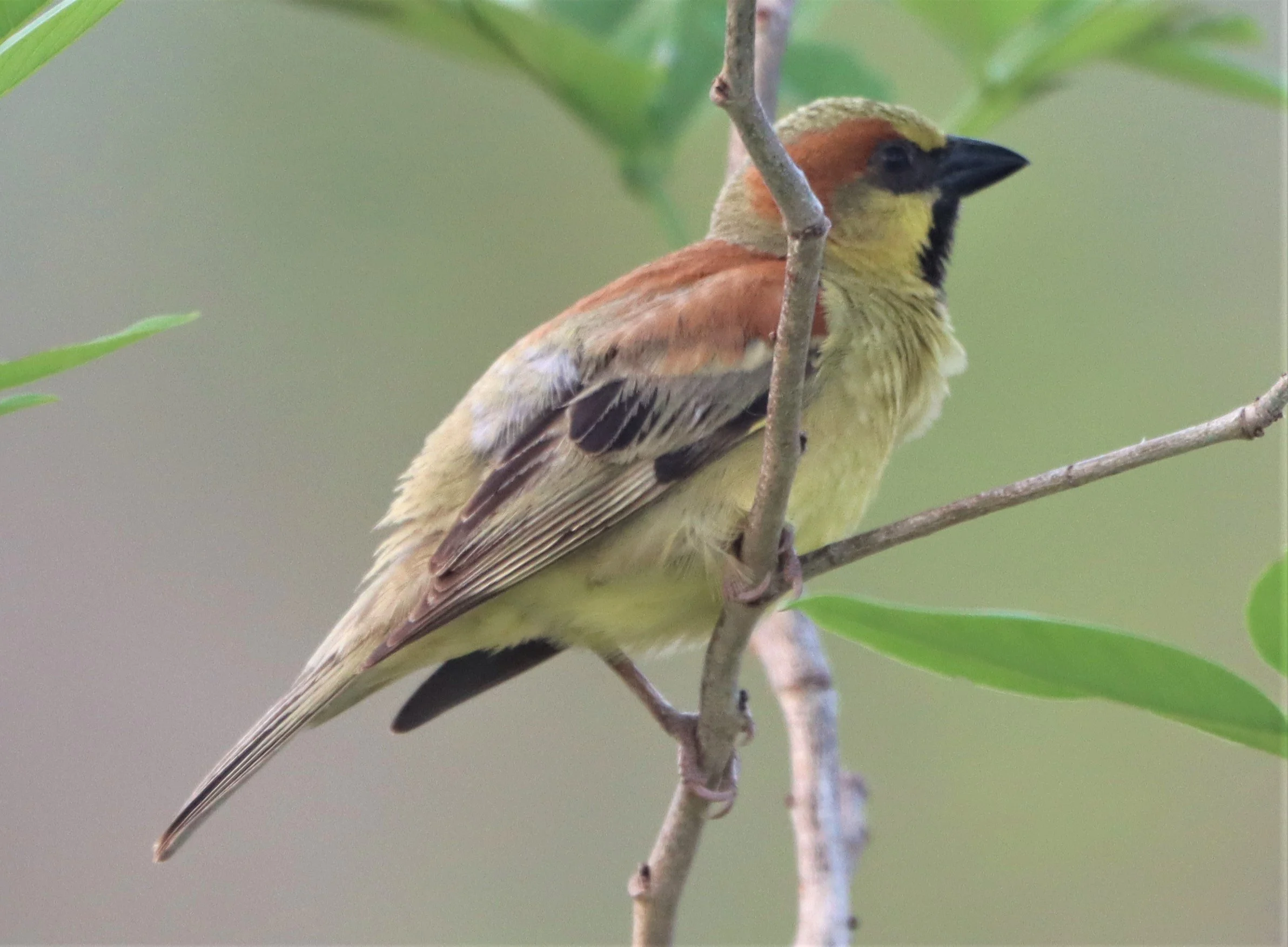 Plain-backed Sparrow (Passer flaveolus) Kabin Buri Wetlands Thailand (8).jpg