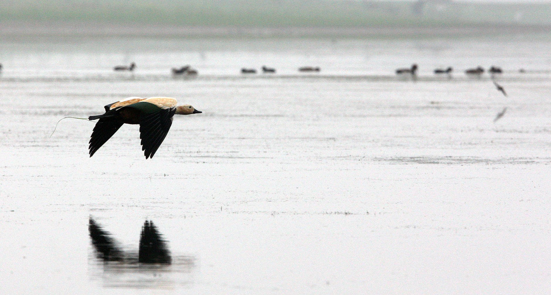 SHELDUCK - RUDDY SHELDUCK  - Tadorna ferruginea - CHAMBAL RIVER SANCTUARY INDIA (53).JPG