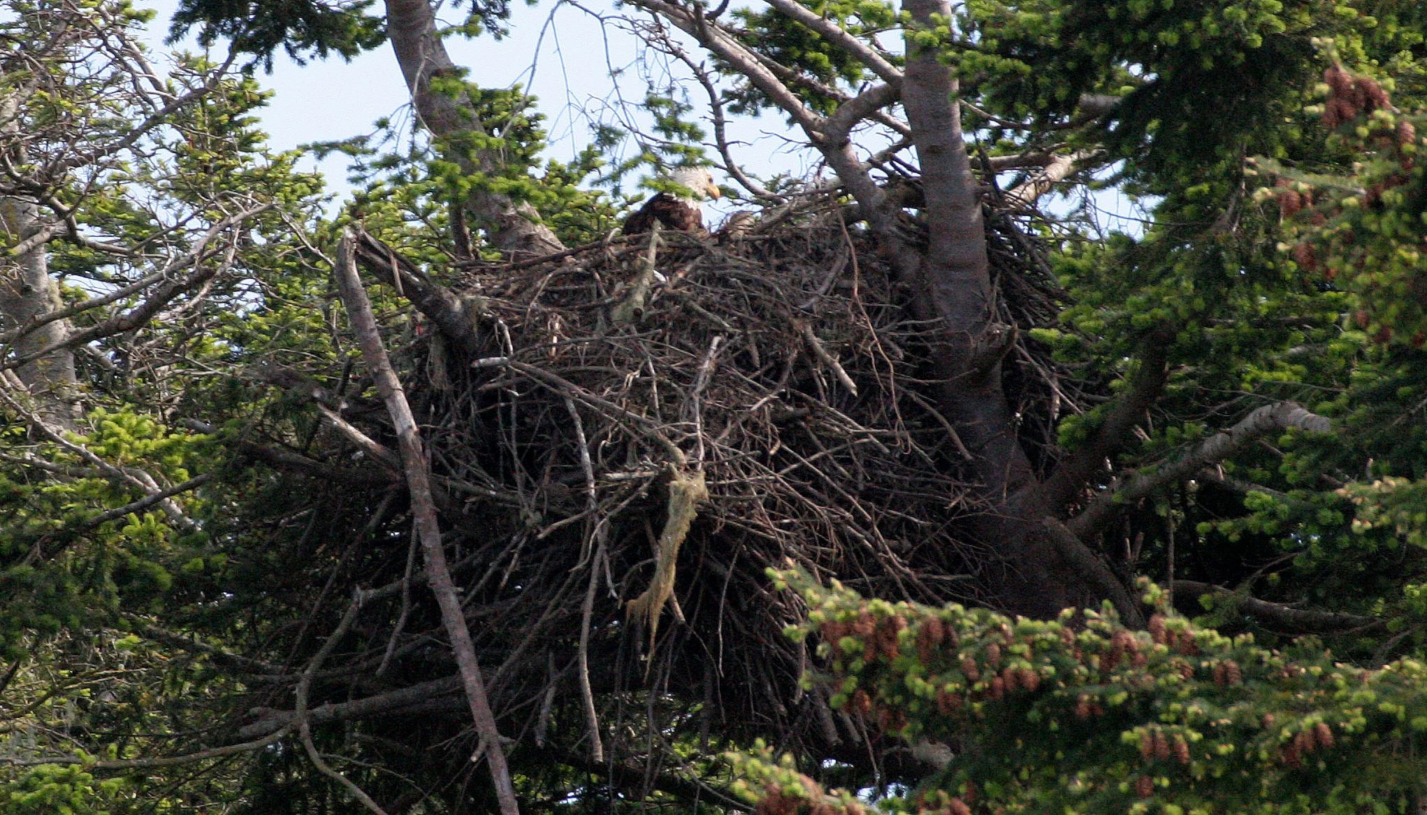Haliaeetus leucocephalus - AMERICAN BALD EAGLE - SAN JUAN ISLANDS WA (13).JPG