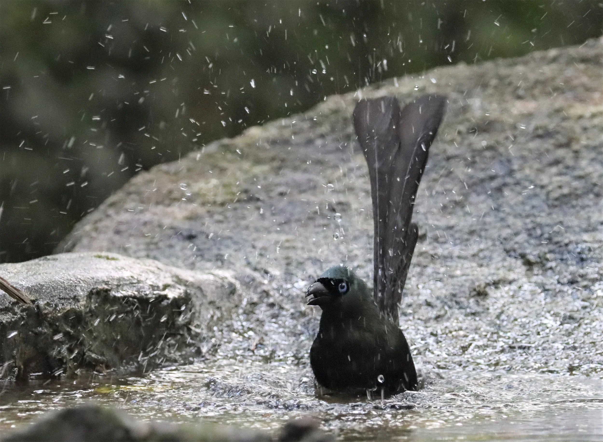 TREEPIE - RACKET-TAILED TREEPIE -Crypsirina temia - WAT THAM PRATHUN CHONBURI (10).jpg