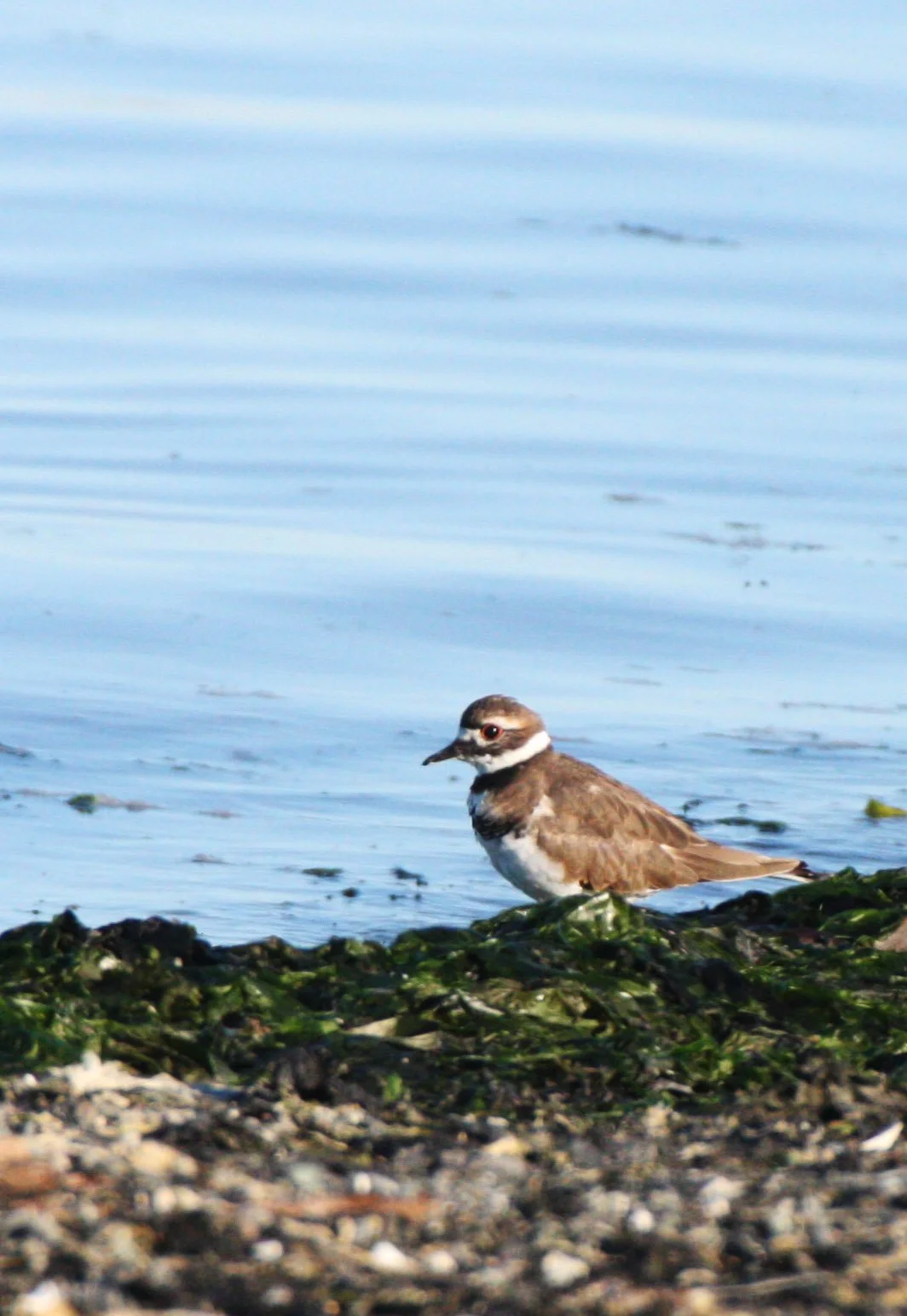 BIRD - KILLDEER - SEQUIM BAY WA (5).JPG