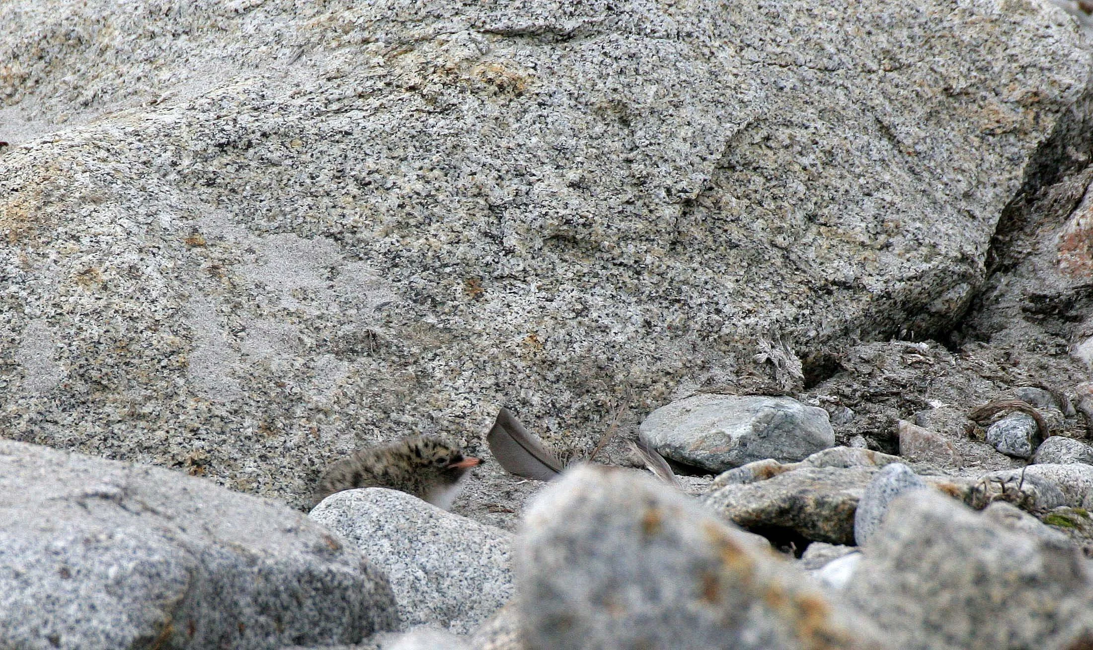 BIRD - TERN - ARCTIC TERN - SVALBARD (20).jpg