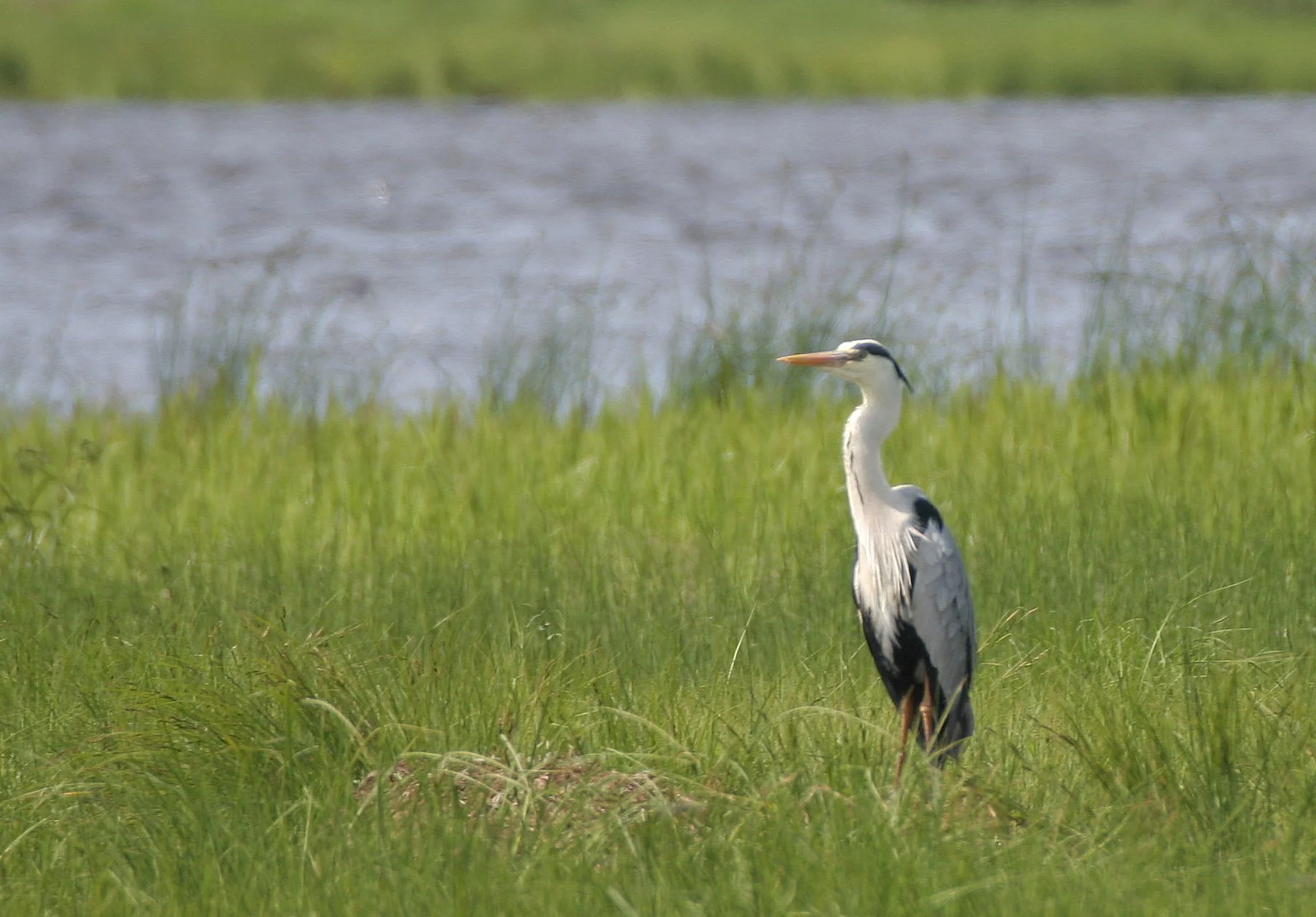 HERON - GREY HERON -  Ardea cinerea - ULAN UDE FERRY ON EAST LAKE BAIKAL.jpg