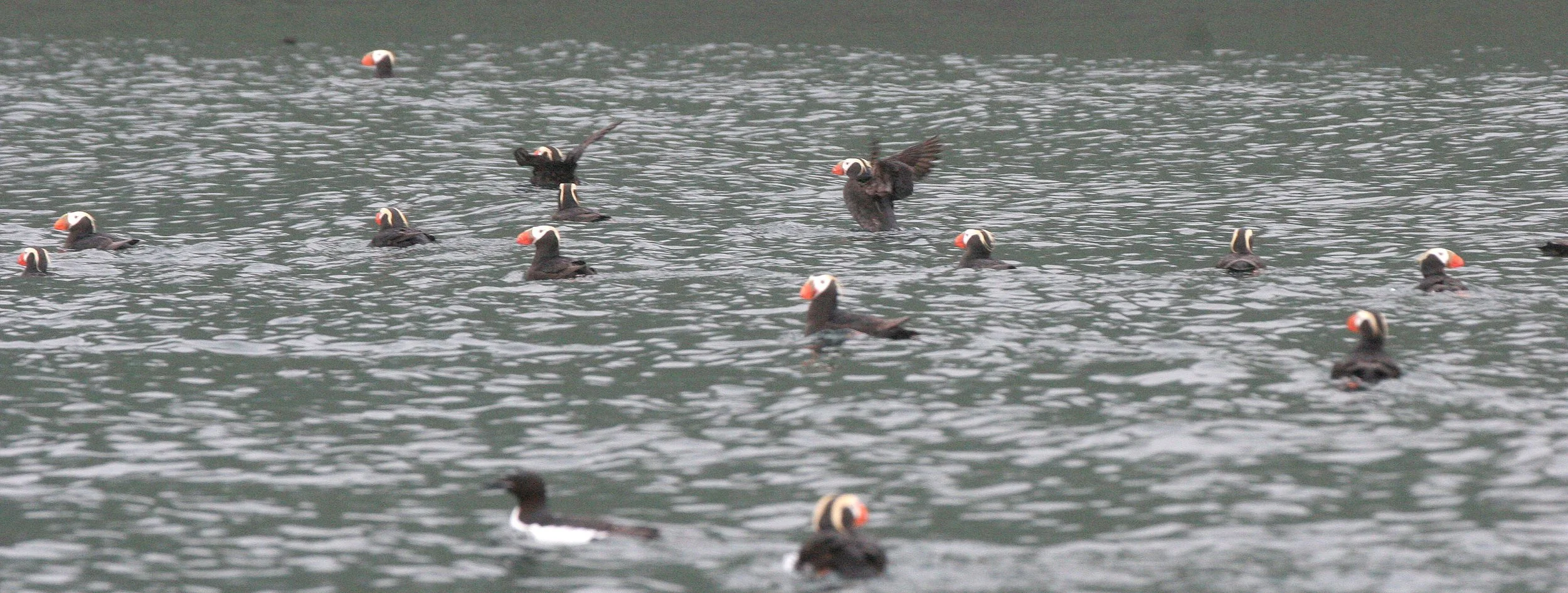 Fratercula cirrhata - TUFTED PUFFIN - KAMCHATKA COAST (3).jpg