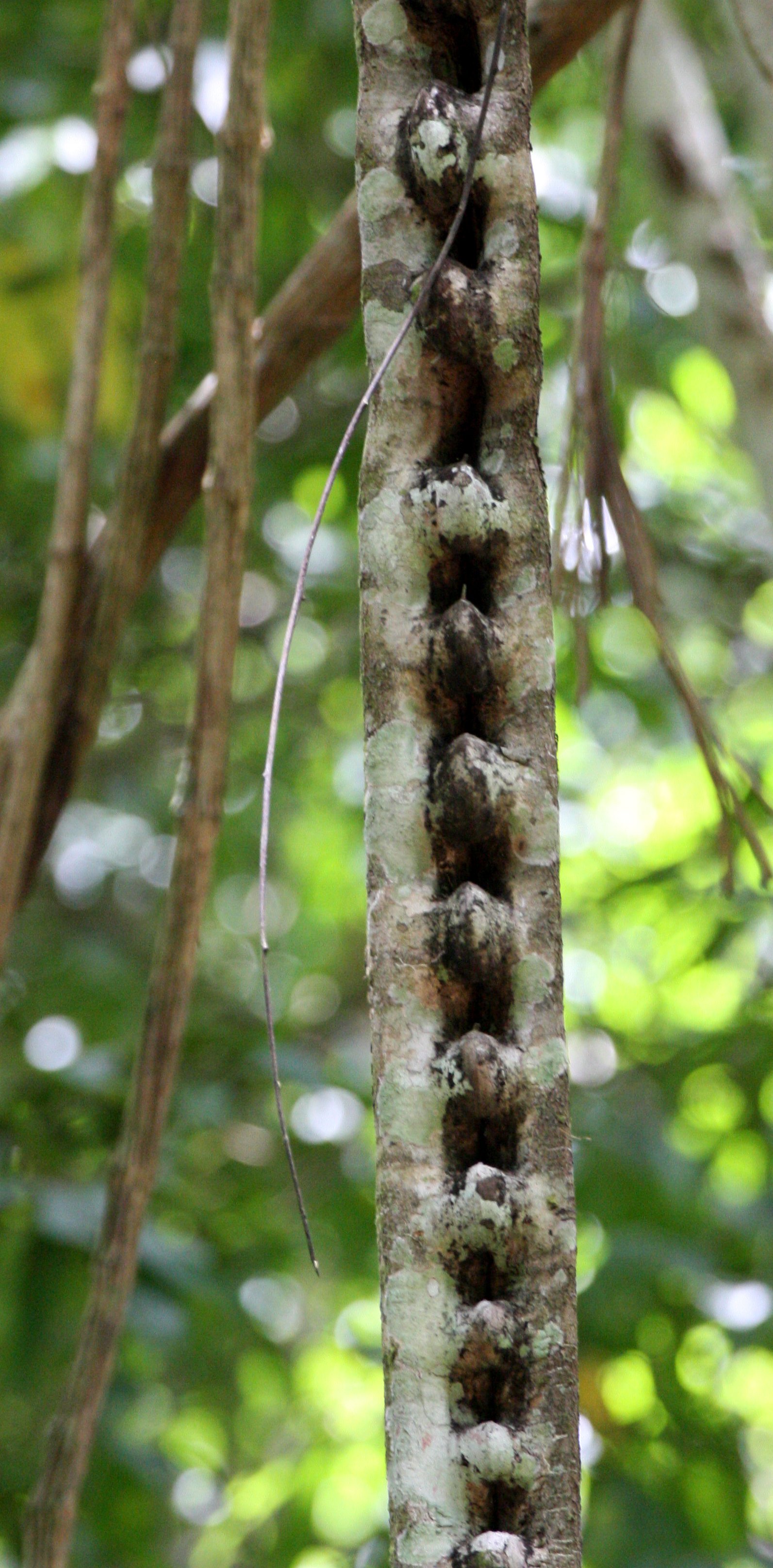 2008 Kaeng Krachan NP Trip with Cokie & Som (60).JPG