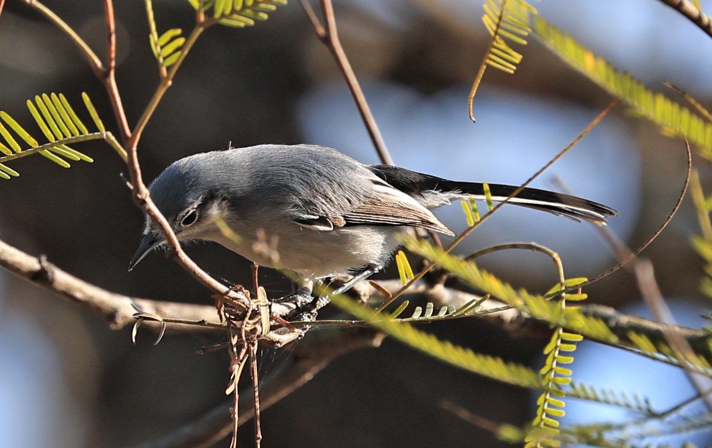Masked Gnatcatcher (Polioptila dumicola) Aurora Chaquena Reserve, Neuland Mennonite Colony Paraguay (18).jpg