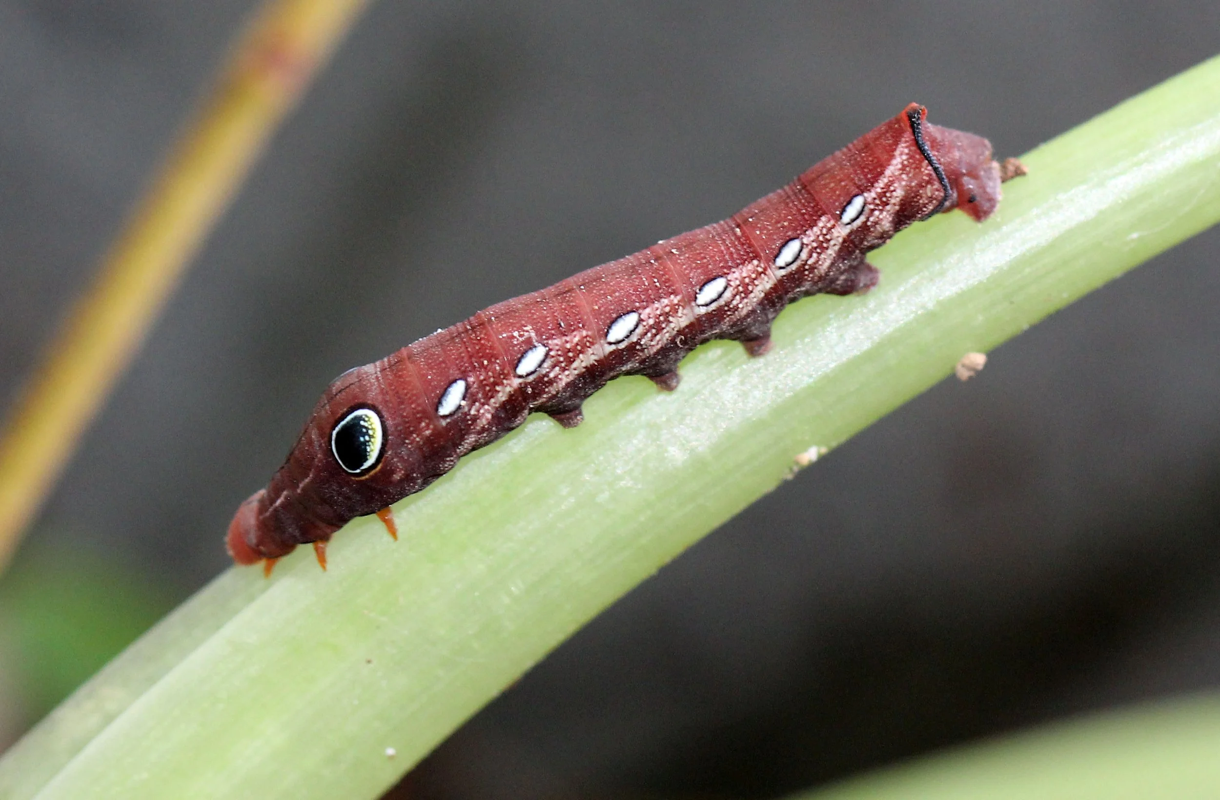 KOH LANTA JULY 2016KOH LANTA JULY 2016_9218.JPG