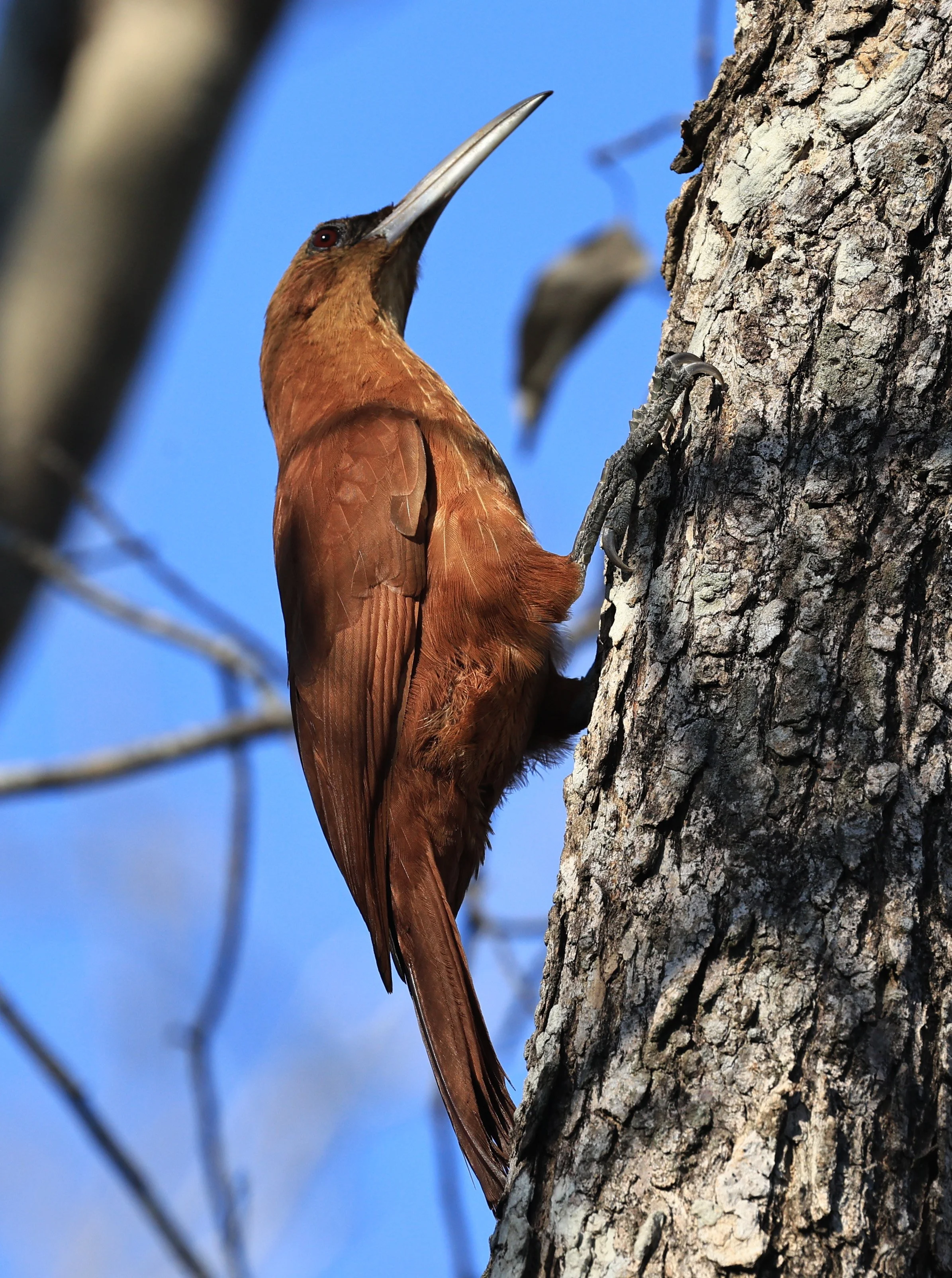 Great Rufous Woodcreeper (Xiphocolaptes major) Agua Dulce Paraguay (16).jpg
