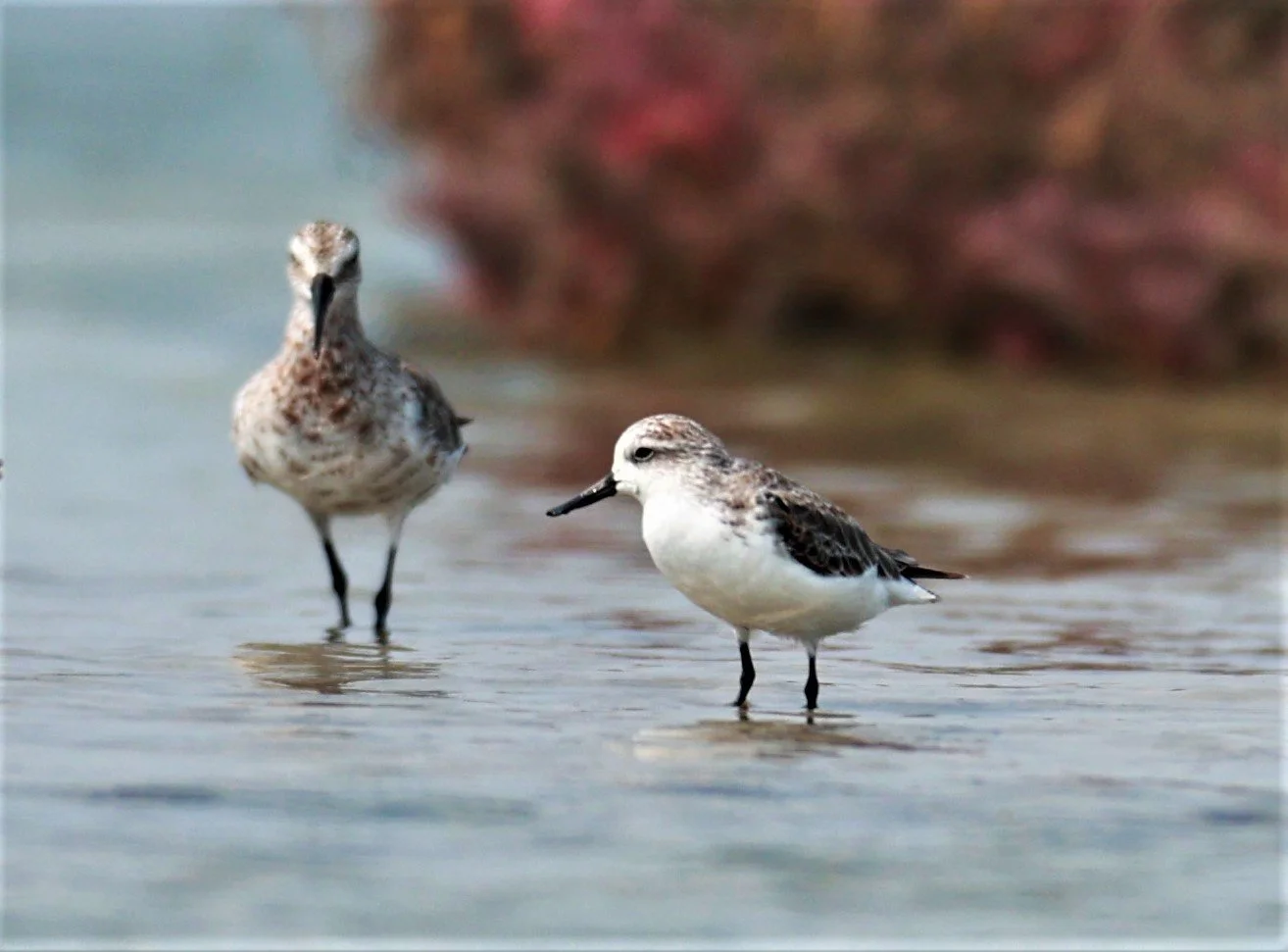 SANDPIPER - SPOON-BILLED SANDPIPER - Calidris pygmeus - Khok Kham Salt Ponds, Samut Sakhon (48).jpg