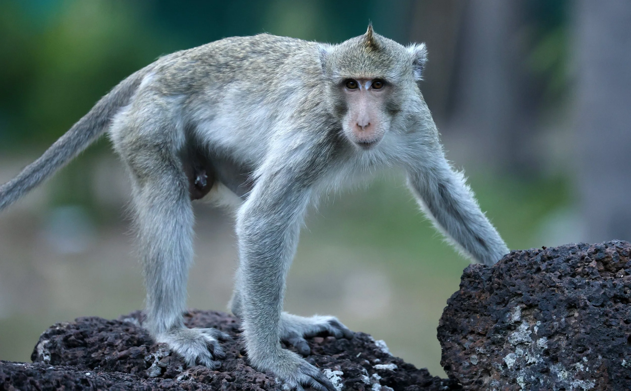 Long-tailed Macaque (Macaca fascicularis) Wat Ku Phra Kona - Roi Et (3).jpg