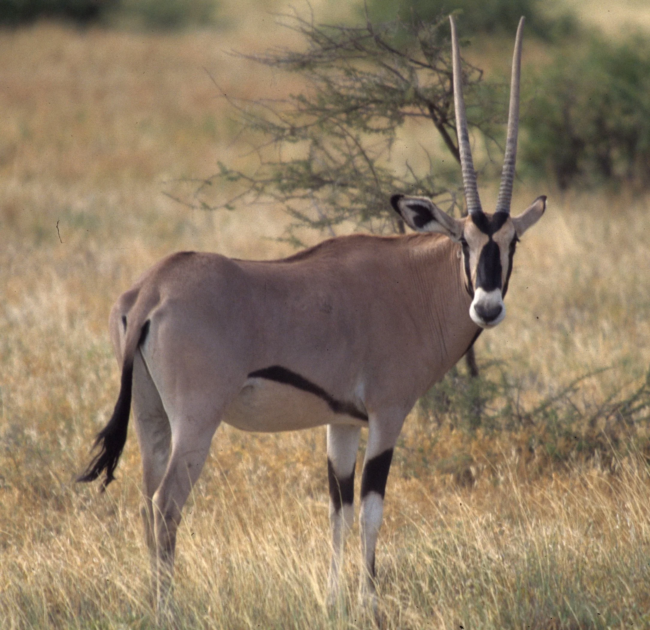 BOVID - ORYX - BEISA - SHABA (17).jpg