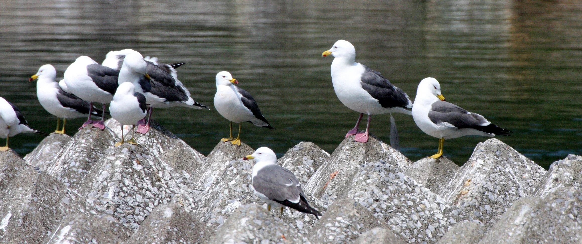 BIRD - GULL - BLACK-TAILED GULLS WITH SLATY-BACKED GULLS (MATURE AND IMMATURE) - SHIMOKITA PENINSULA JAPAN (5).JPG