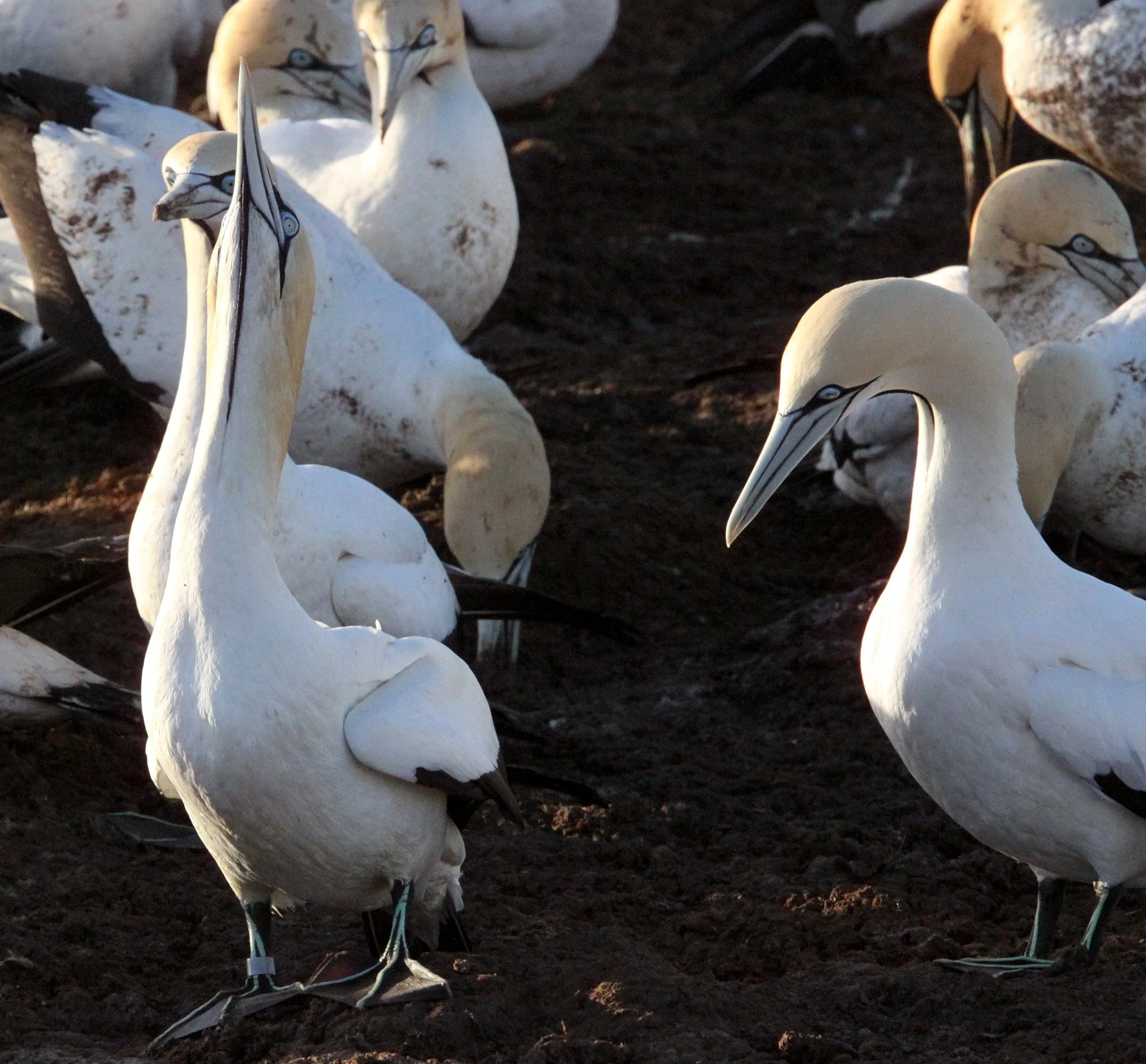 Cape gannet (Morus capensis) Lambert's Bay South Africa (70).JPG