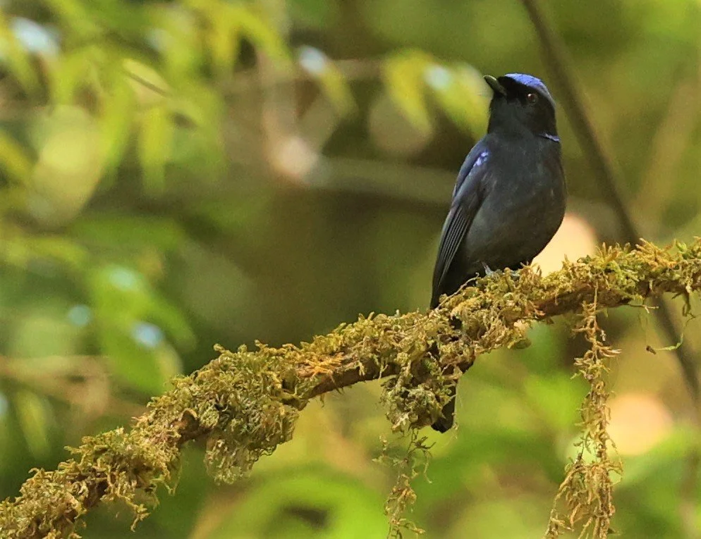NILTAVA - LARGE NILTAVA - Niltava grandis - DOI LANG EAST DOI PHA HOM POK NP, DECEMBER 2021 (15).jpg