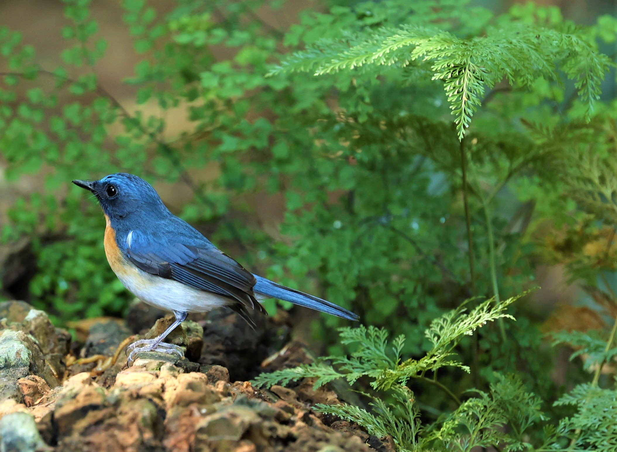 FLYCATCHER - INDOCHINESE BLUE-FLYCATCHER - Cyornis sumatrensis - PETCHABURI PROVINCE - NUY HIDE NEAR KAENG KRACHAN JAN 2022 (55).jpg