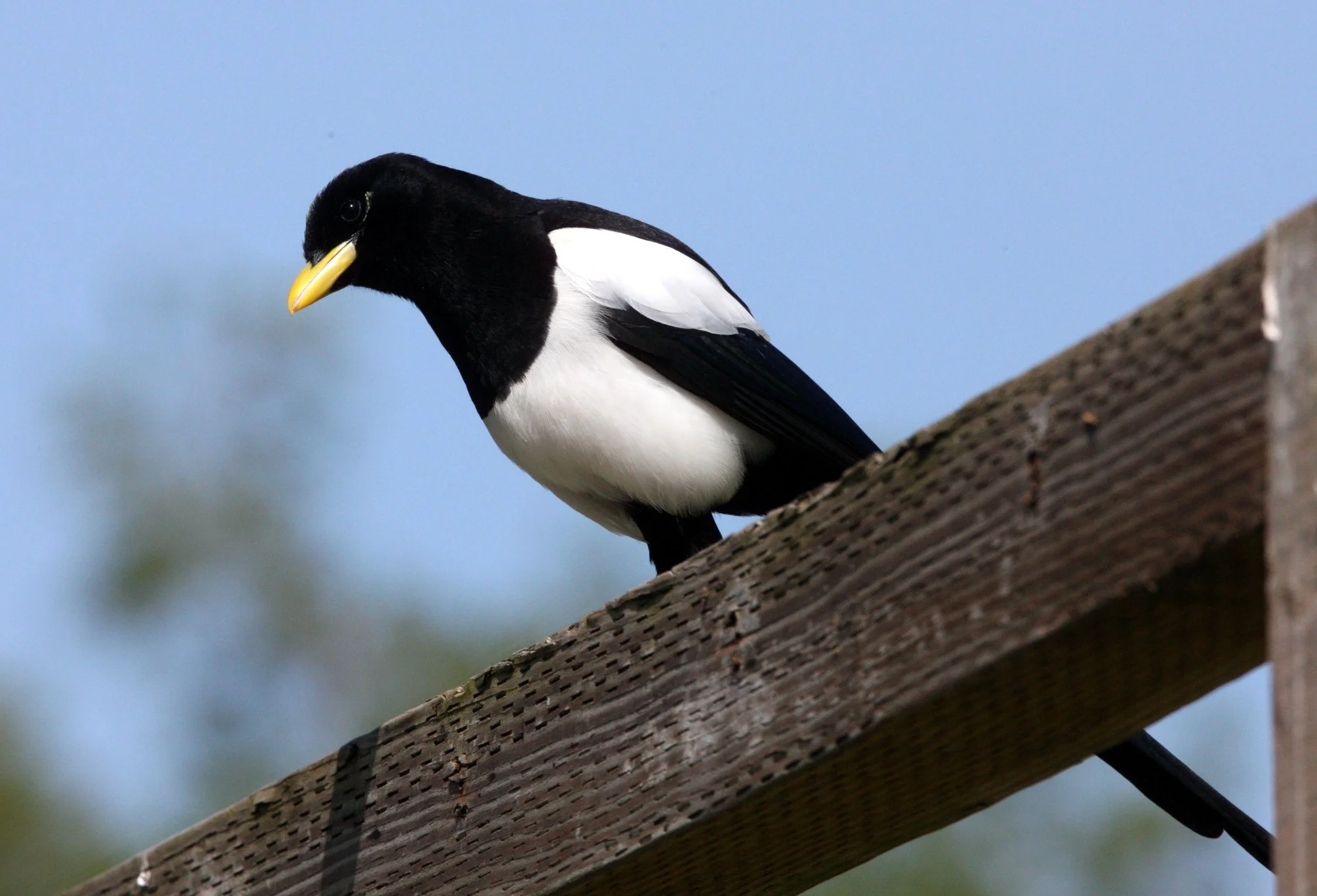 BIRD - MAGPIE - YELLOW-BILLED MAGPIE - SACRAMENTO CALIFORNIA EFFIE YEAW NATURE RESERVE (3).JPG