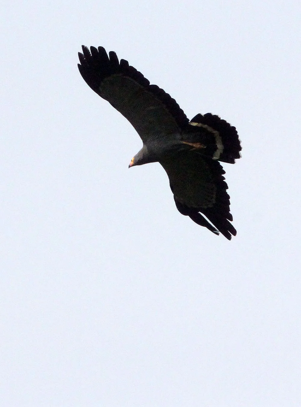 Polyboroides typus - AFRICAN HARRIER HAWK - KIBALE NATIONAL PARK UGANDA BIGODI SWAMP (17).JPG