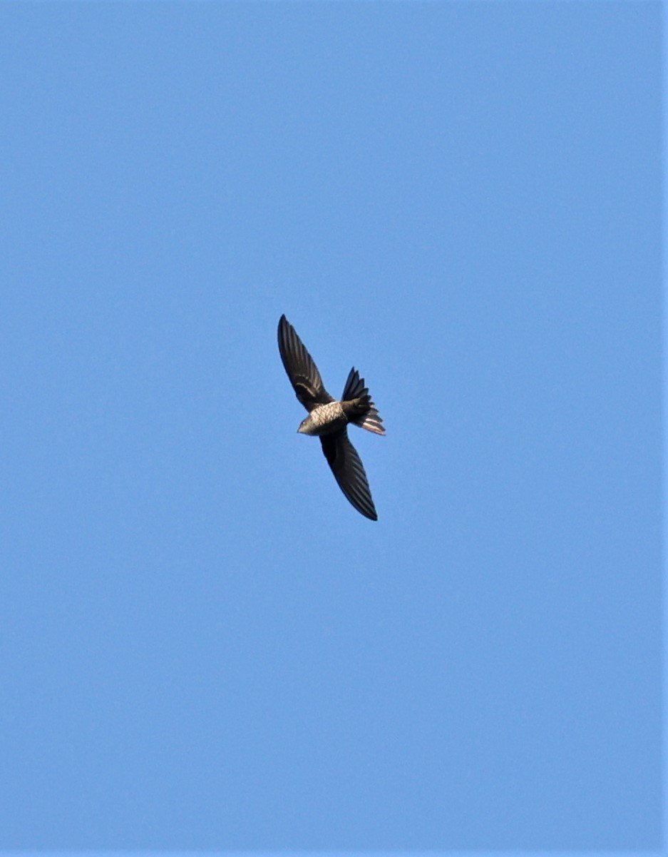 Cook's Swift (Apus cooki) Doi Ang Khang Chiang Mai (7).jpg