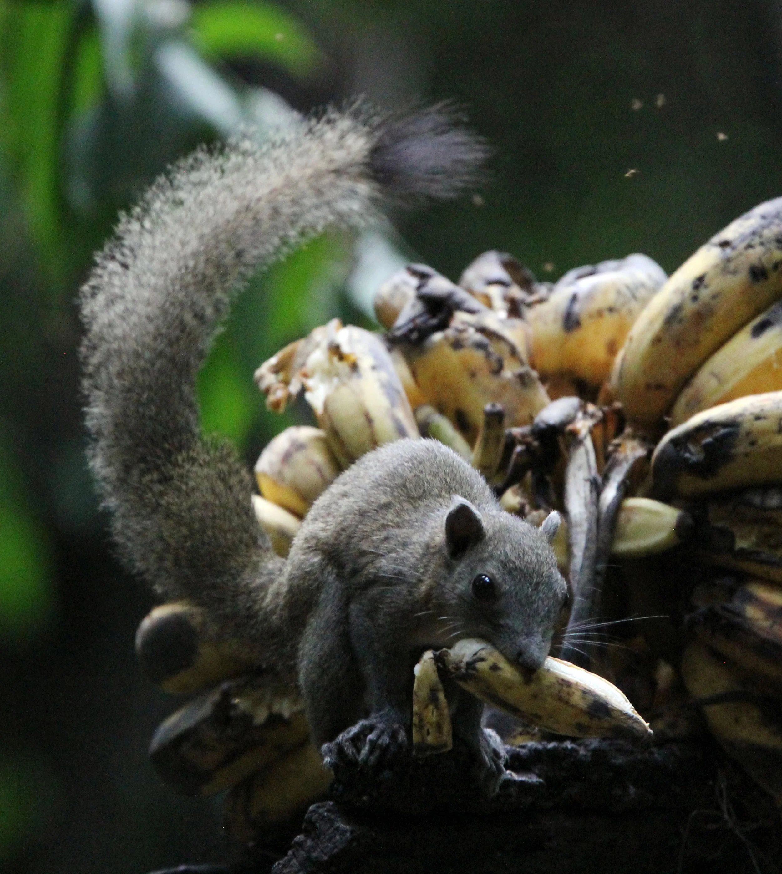 Callosciurus caniceps caniceps - MAINLAND GREY-BELLIED SQUIRREL -  KAENG KRACHAN NP THAILAND (49).JPG