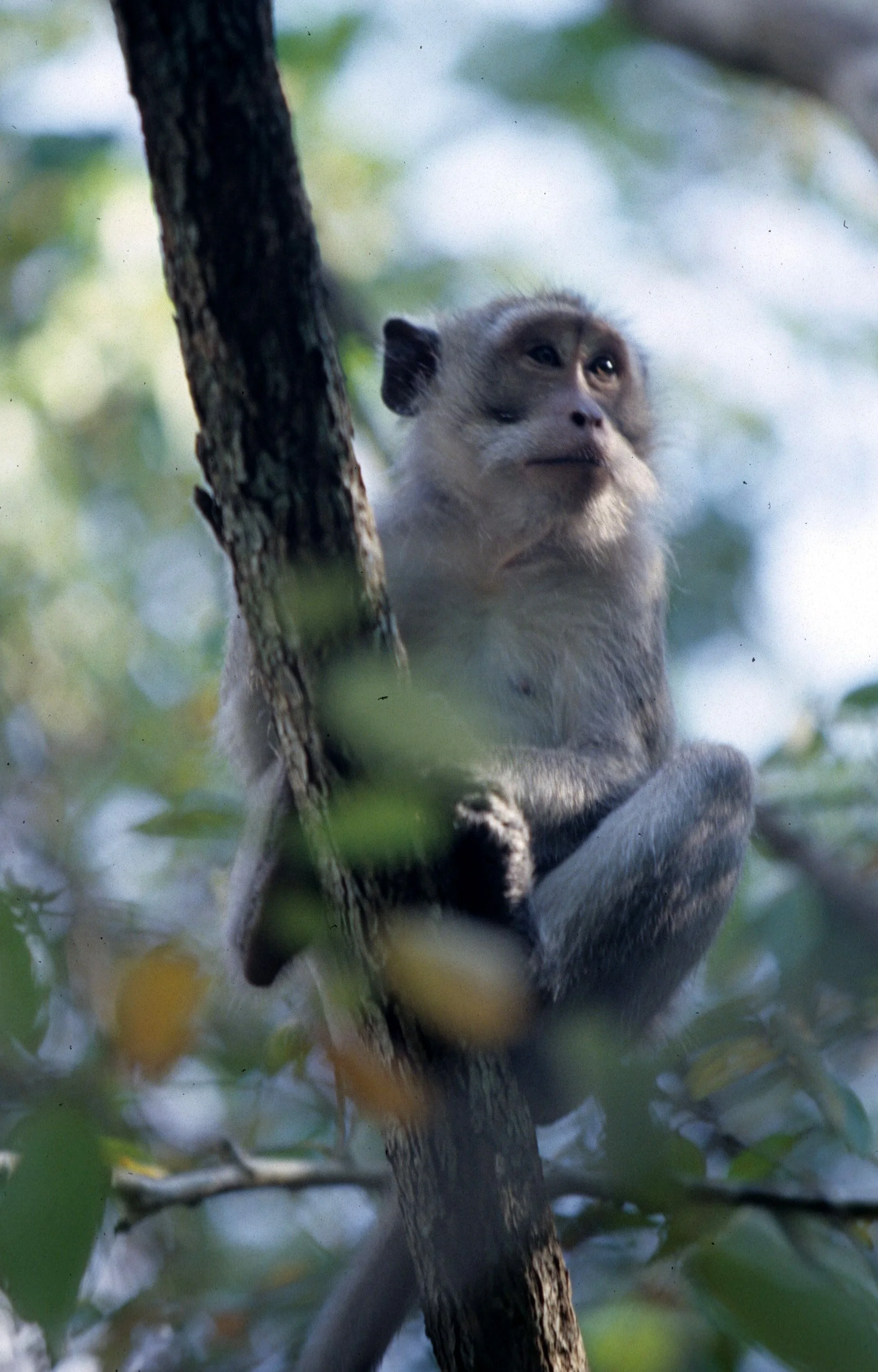PRIMATE - MACAQUE - MACAQUE SPECIES - CHITWAN NP NEPAL.jpg