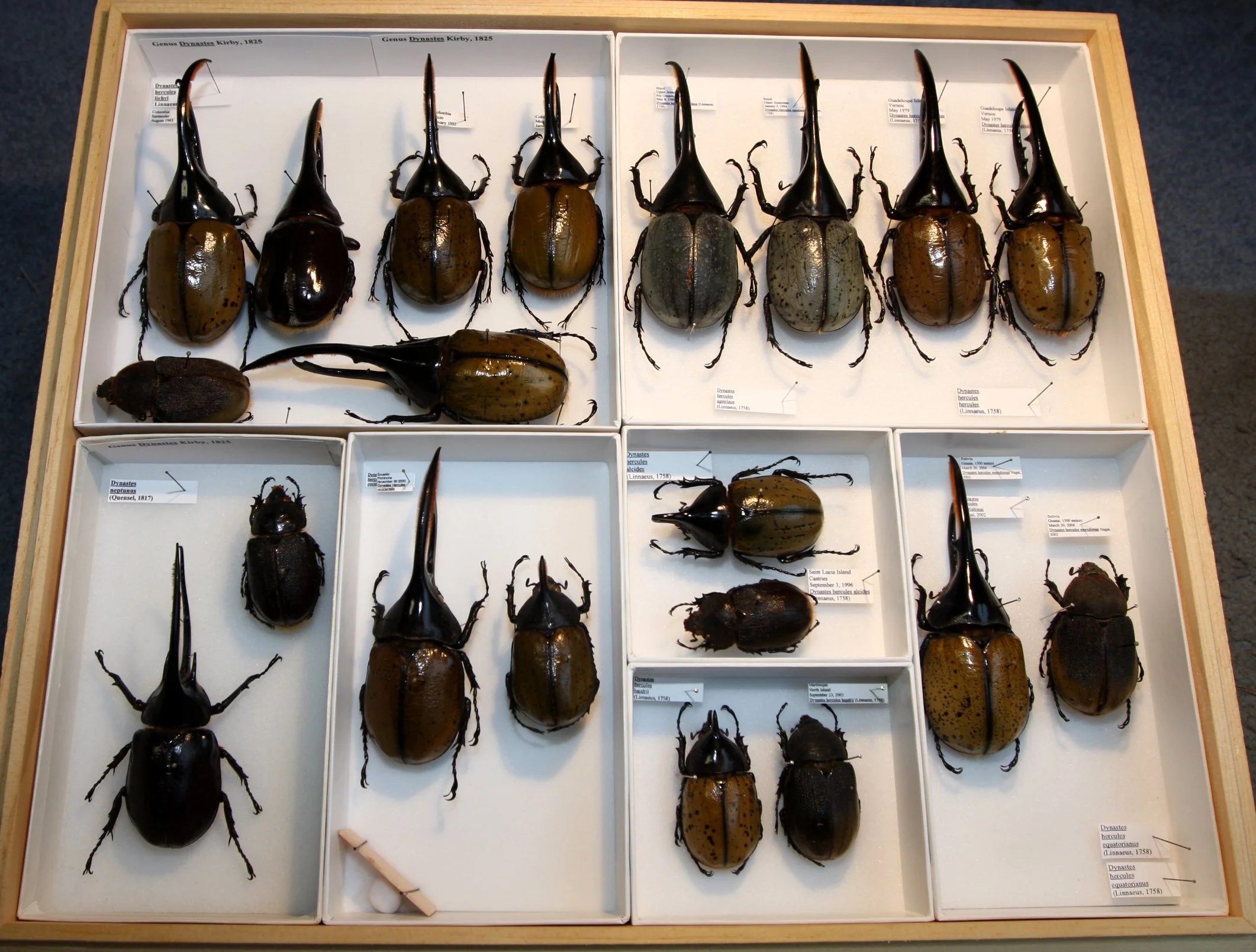 Dynastinae  Dynastes.JPG