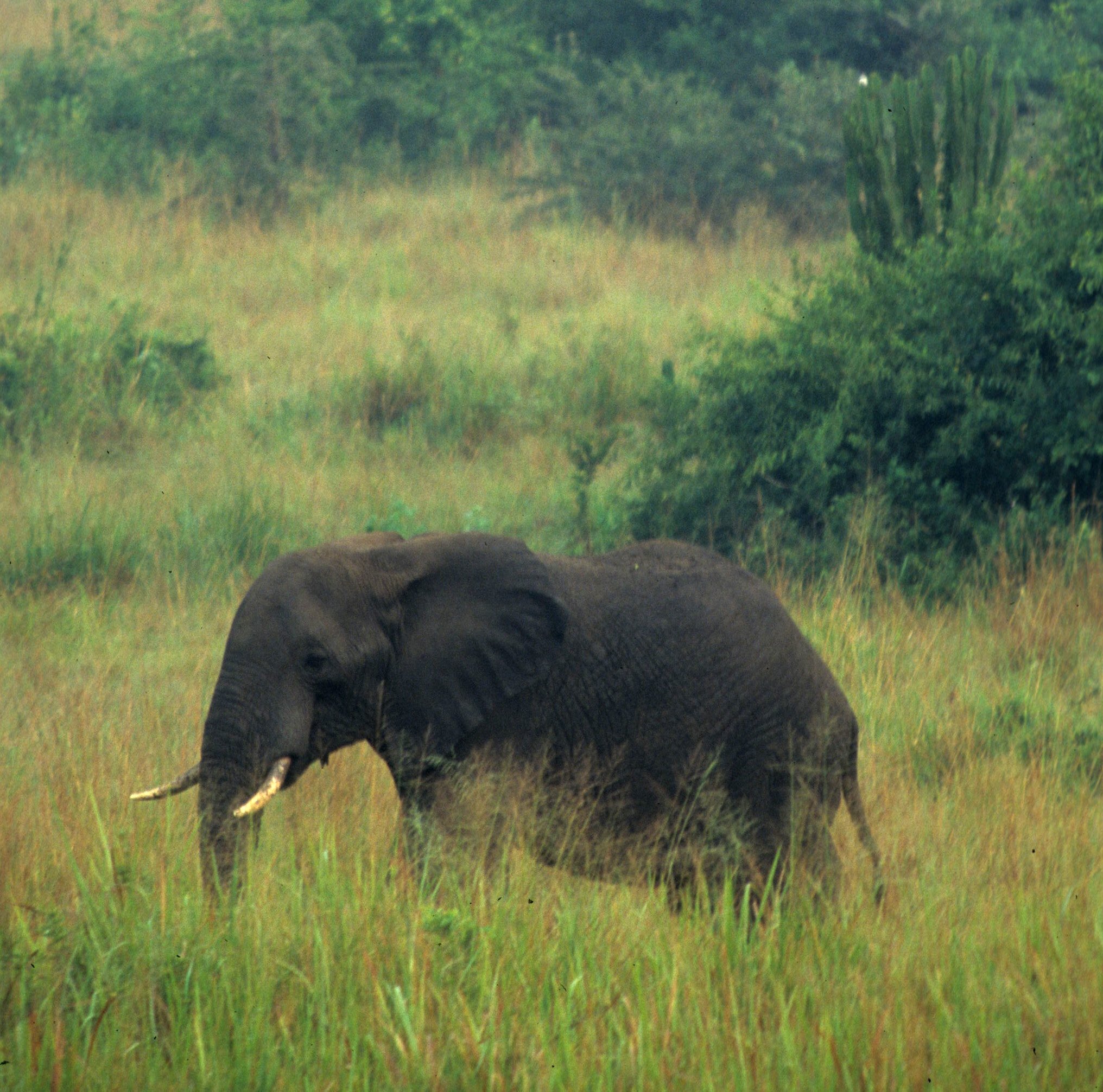 ELEPHANT - UGANDA 7.jpg