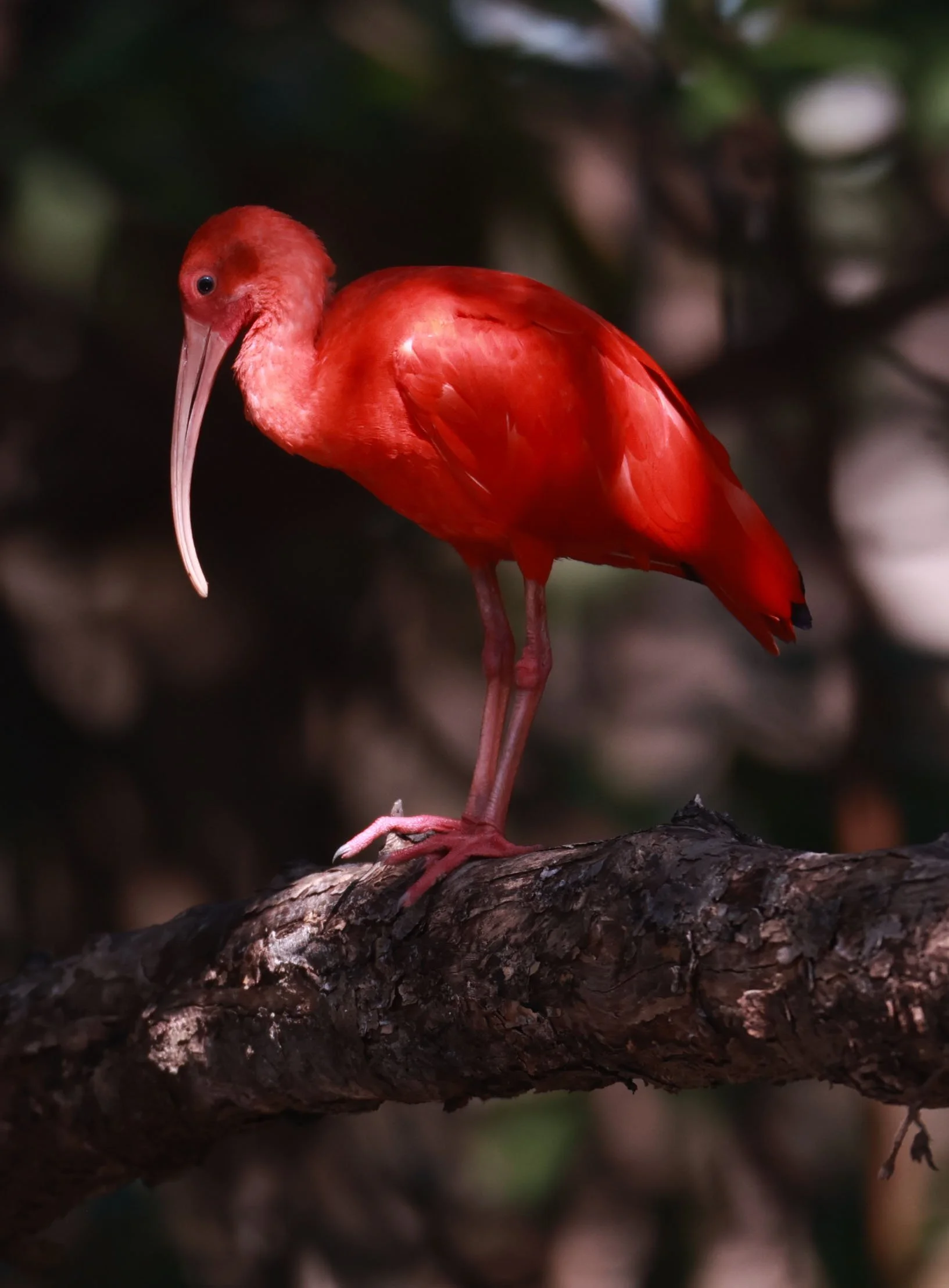 Ibis - Scarlet Ibis - Eudocimus ruber - 29 Songkaow Cafe, Chachoengsao Thailand (223).jpg