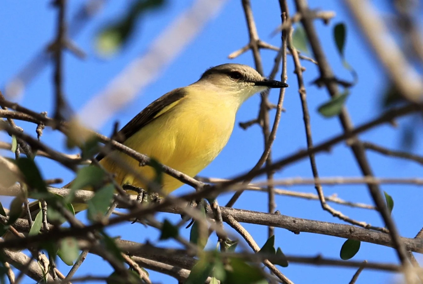 Cattle Tyrant (Machetornis rixosa) Agua Dulce Paraguay (2).jpg
