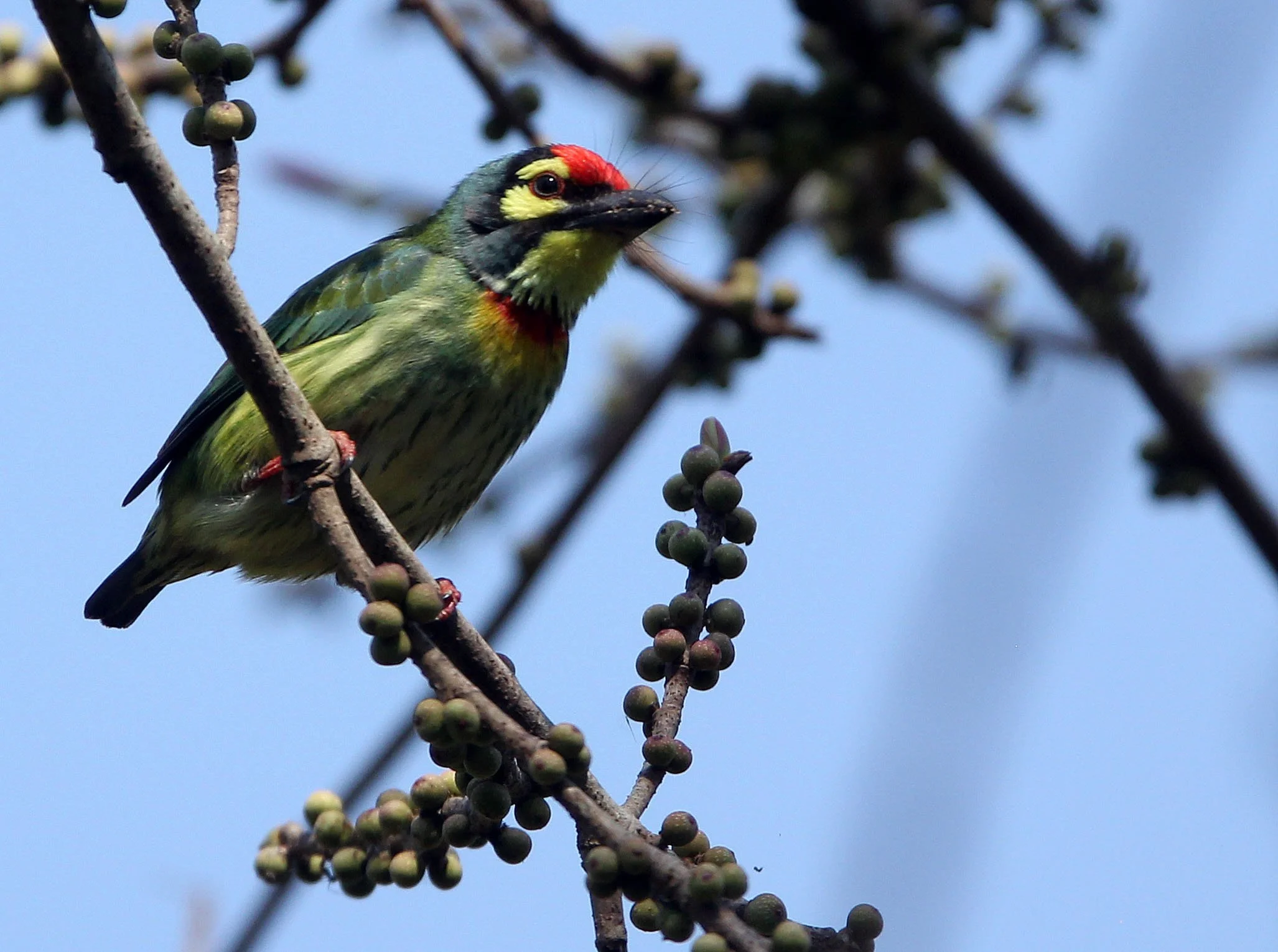 BARBET - COPPERSMITH BARBET - Megalaima haemacephala - HUAI KHA KHAENG NATURE RESERVE - HEADQUARTERS - THAILAND (15).JPG