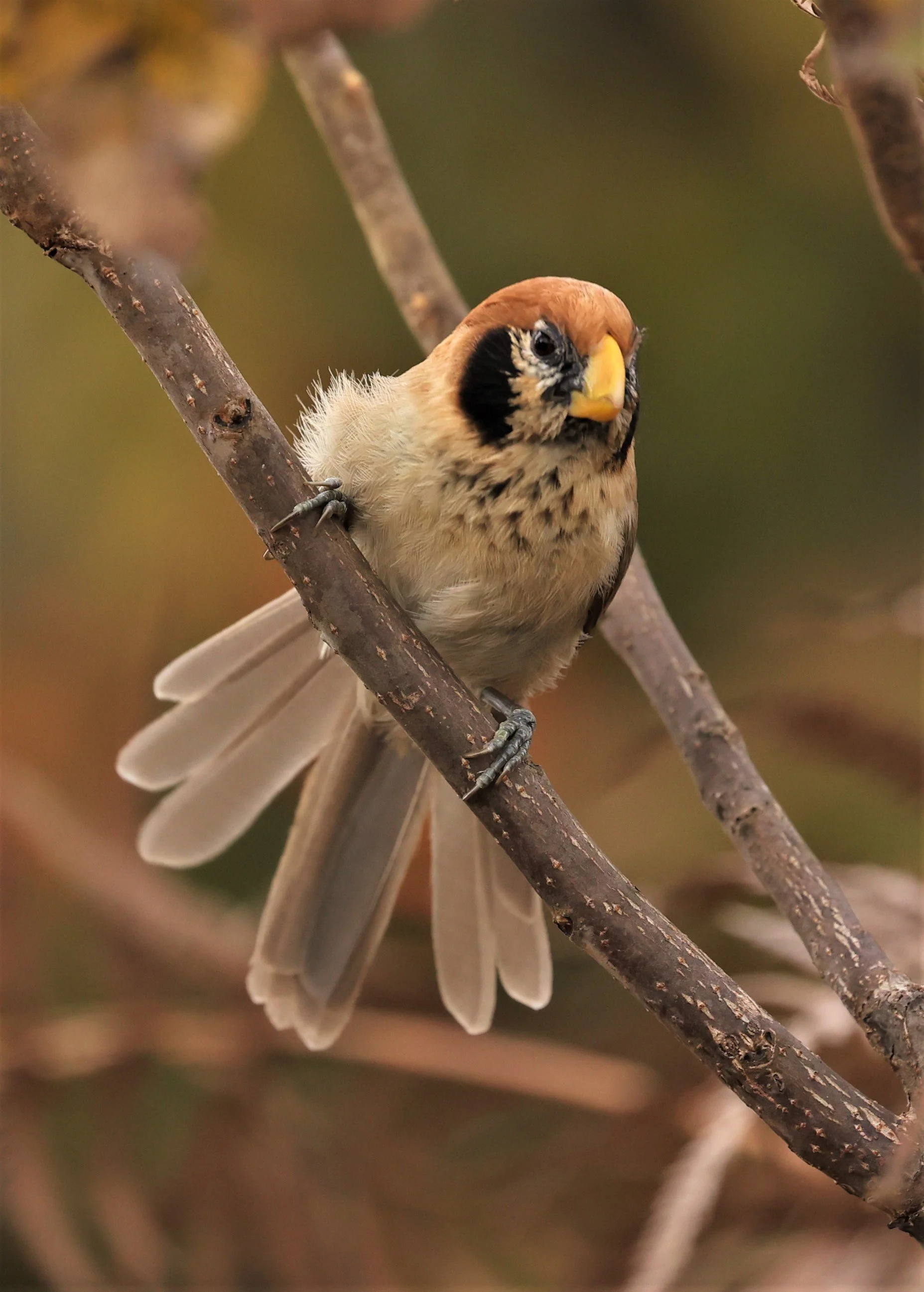 PARROTBILL - SPOT-BREASTED PARROTBILL - Paradoxornis guttaticollis - DOI LANG WEST, DOI PHA HOM POK NP, CHIANG MAI DEC 2021 (32).jpg