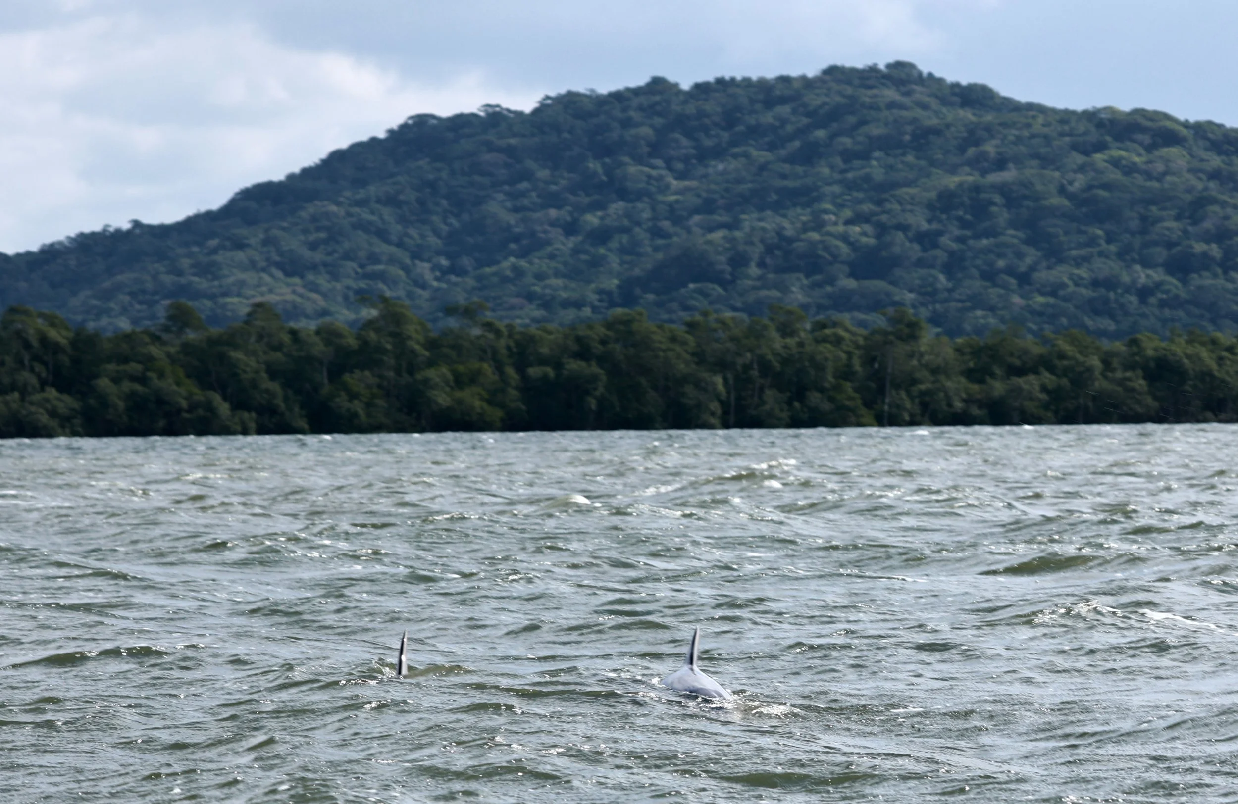 Guiana Dolphin (Sotalia guianensis) Superagüi National Park, Brazil (3).jpg