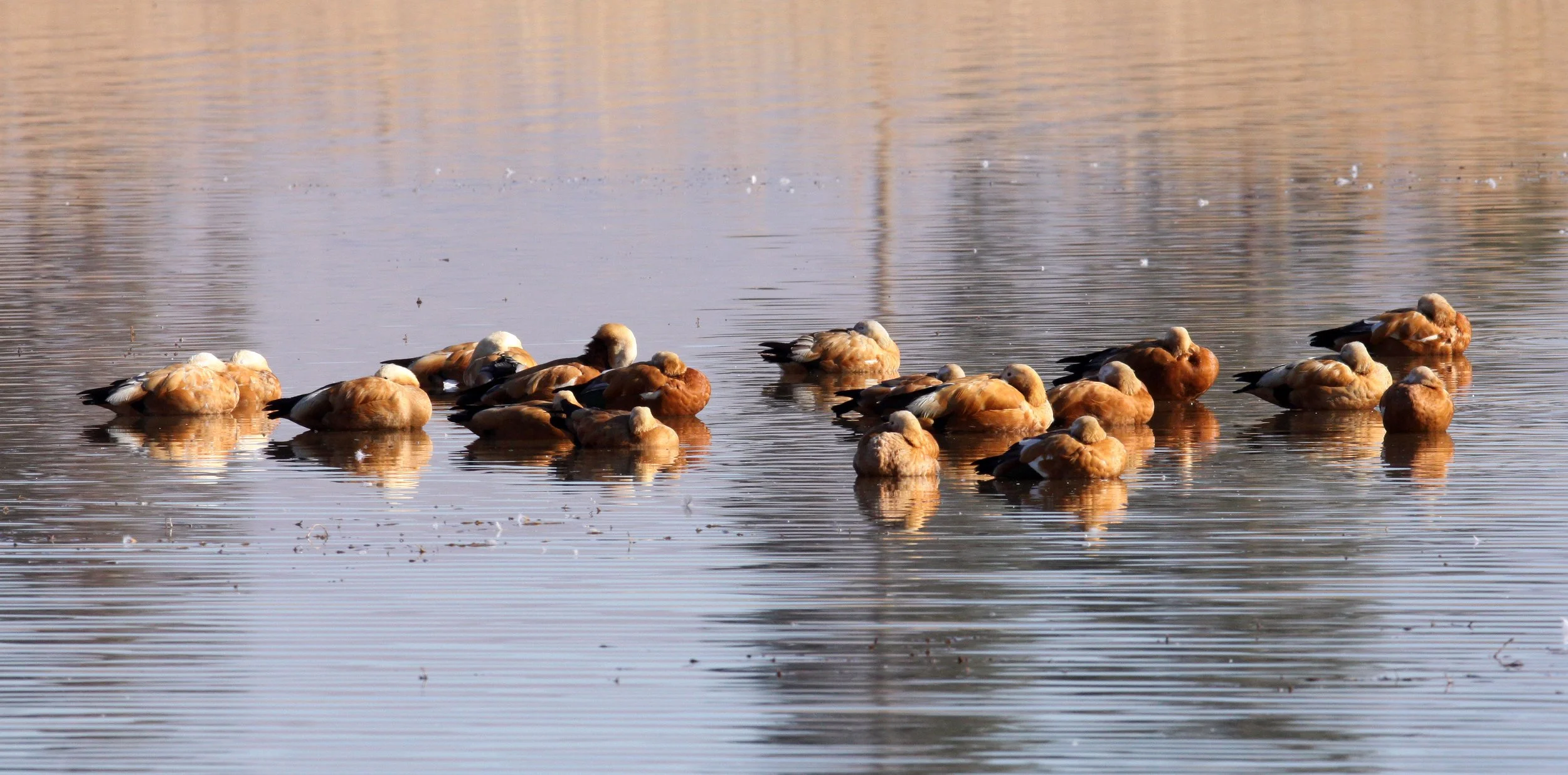 SHELDUCK - RUDDY SHELDUCK  - Tadorna ferruginea - CAO HAI WETLANDS PARK NEAR LIJIANG YUNNAN CHINA (91) - Copy.JPG