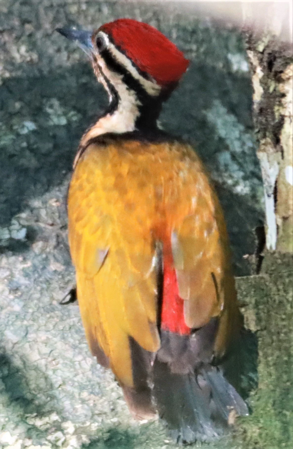 WOODPECKER - COMMON FLAMEBACK - Dinopium javenense - AO PHANG NGA NATIONAL PARK AREA (30).jpg