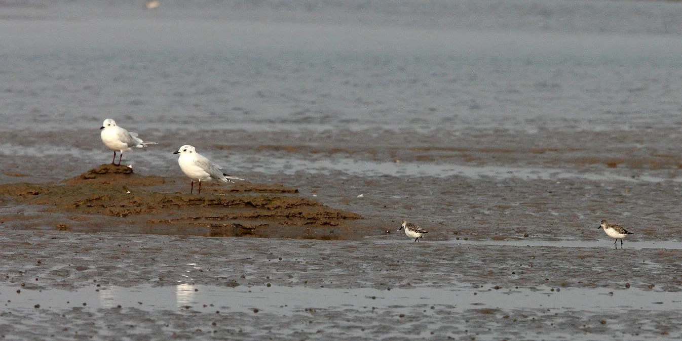 BIRD - SANDPIPER - SPOON-BILLED SANDPIPER - WITH SAUNDERS'S GULL - NANKOU, RUDONG, CHINA (20).jpg