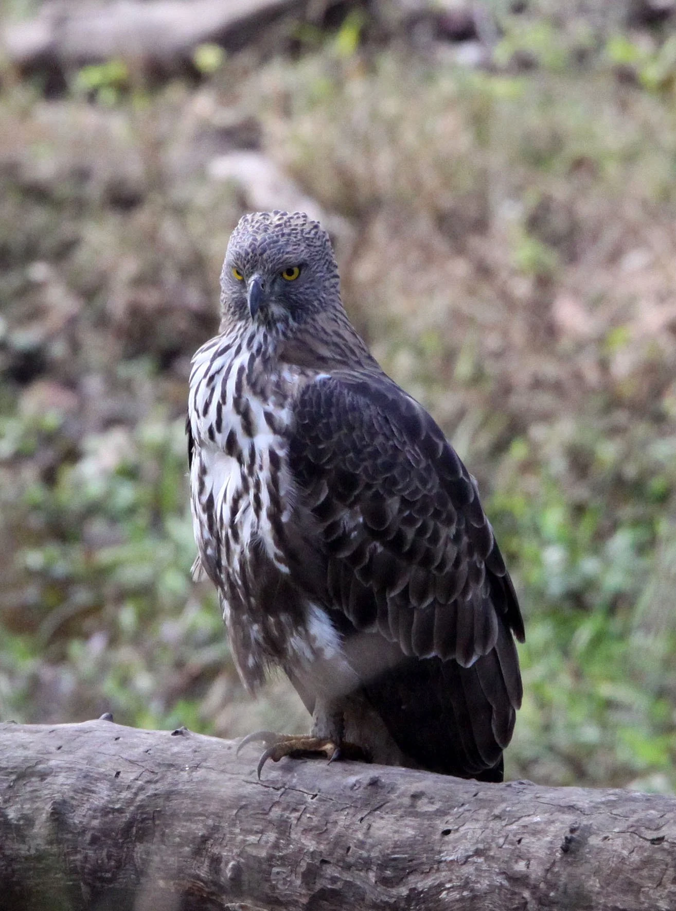 Nisaetus cirrhatus cirrhatus - INDIAN CHANGEABLE HAWK EAGLE - BANDHAVGAR NATIONAL PARK INDIA (42).JPG