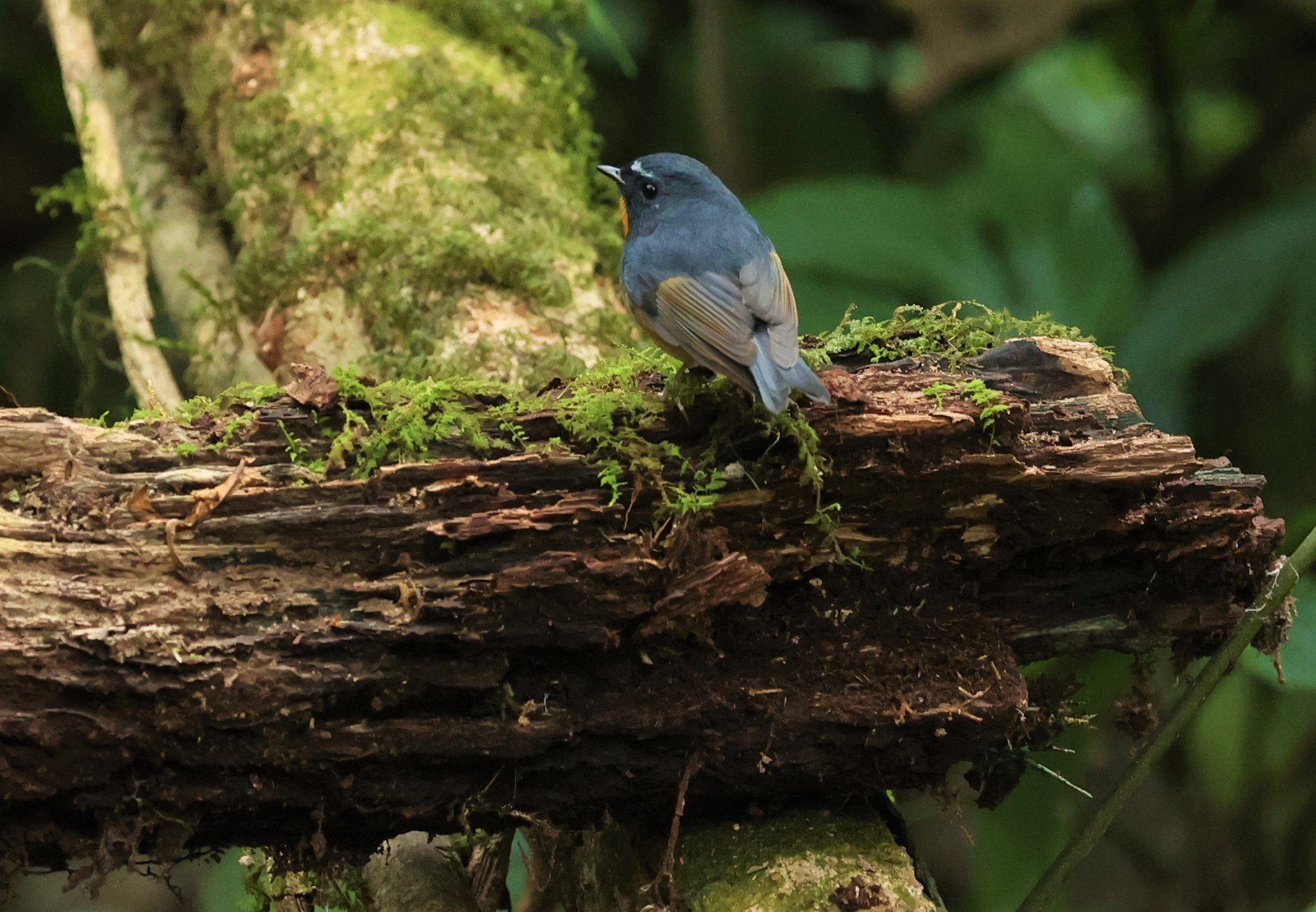 FLYCATCHER - SNOWY-BROWED FLYCATCHER - Ficedula hyperythra - DOI PHA HOM POK NP DOI LANG EAST FEB 2022 (22).jpg