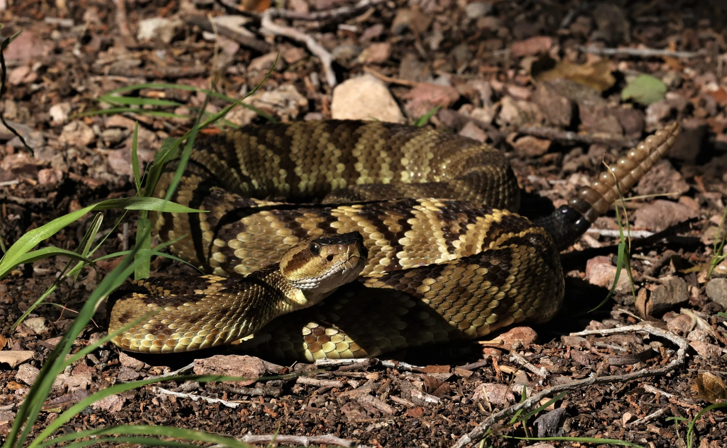 Crotalus molossus - BLACK-TAILED RATTLESNAKE - CAVE CREEK ARIZONA AUGUST 2022 (50).jpg