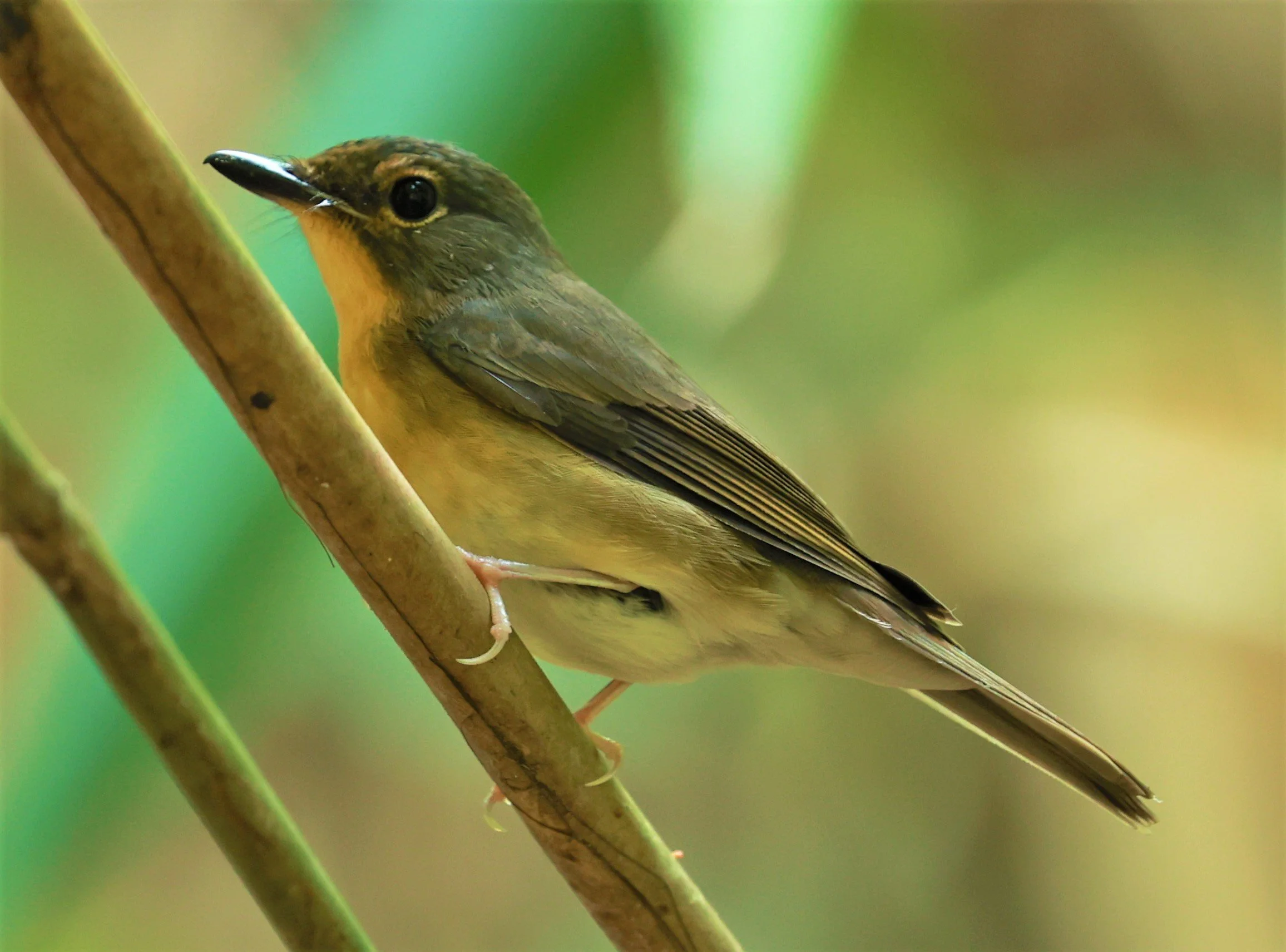 FLYCATCHER - LARGE BLUE FLYCATCHER - Cyornis magnirostris - Si Phang Nga National Park, Thailand Feb 18-19, 2023 (106).jpg