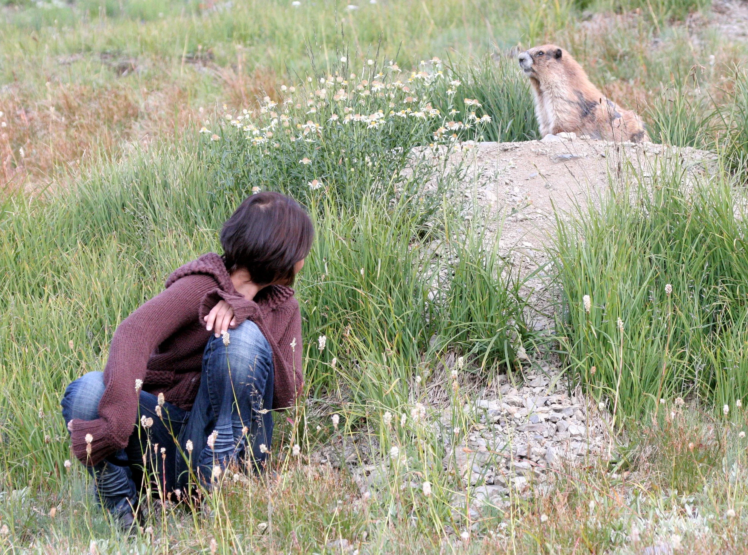 RODENT - MARMOT - OLYMPIC MARMOT - OLYMPIC NATIONAL PARK (4).JPG