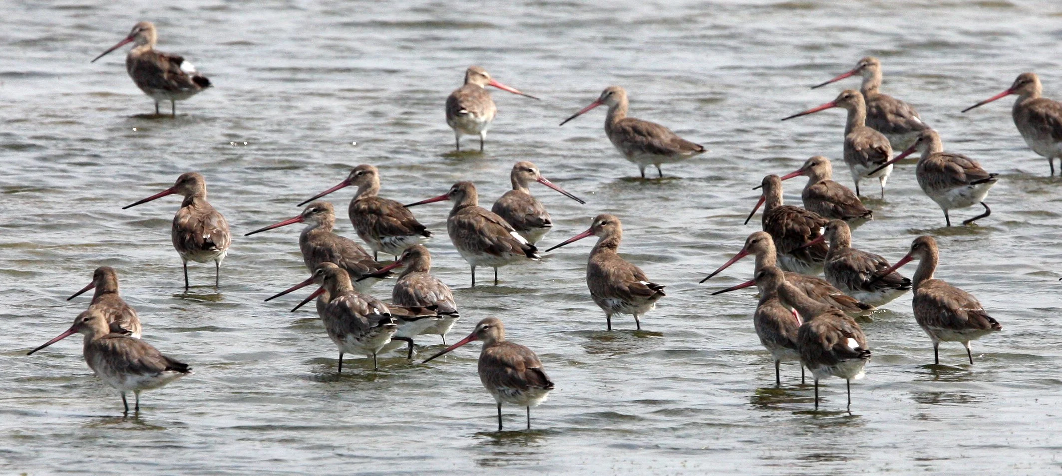GODWIT - BLACK-TAILED GODWITS - Limosa limosa - PETCHABURI PROVINCE, PAK THALE, THAILAND (42).JPG