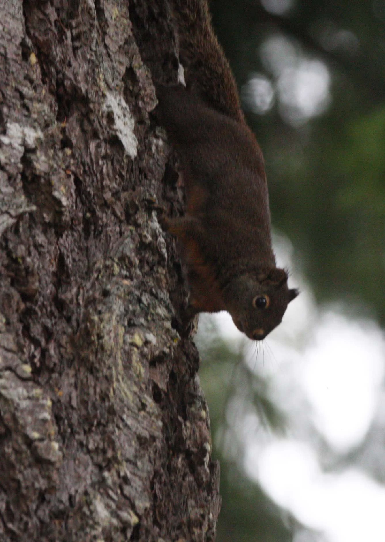 RODENT - SQUIRREL - DOUGLAS SQUIRREL - BARNES POINT WA (3).JPG