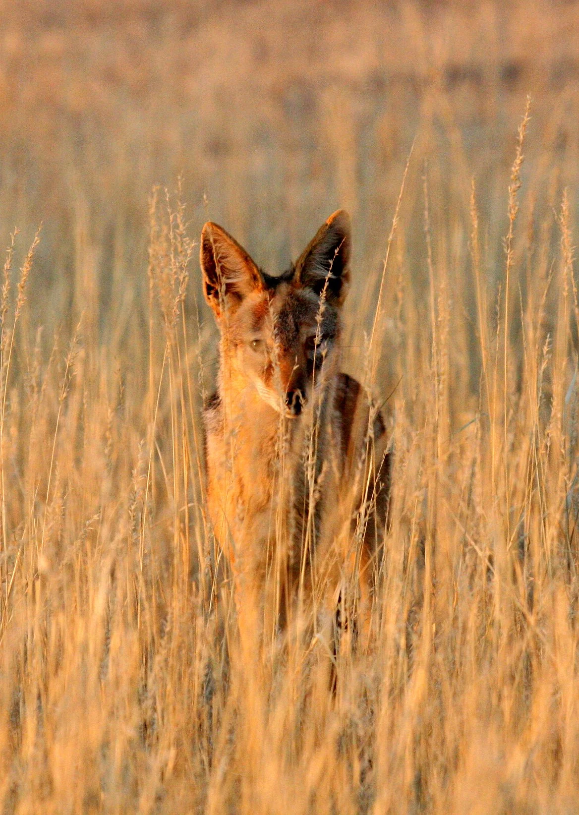 JACKAL - Lupulella mesomelas mesomelas - CAPE BLACK-BACKED JACKAL - KGALAGADI NATIONAL PARK SOUTH AFRICA (2).JPG