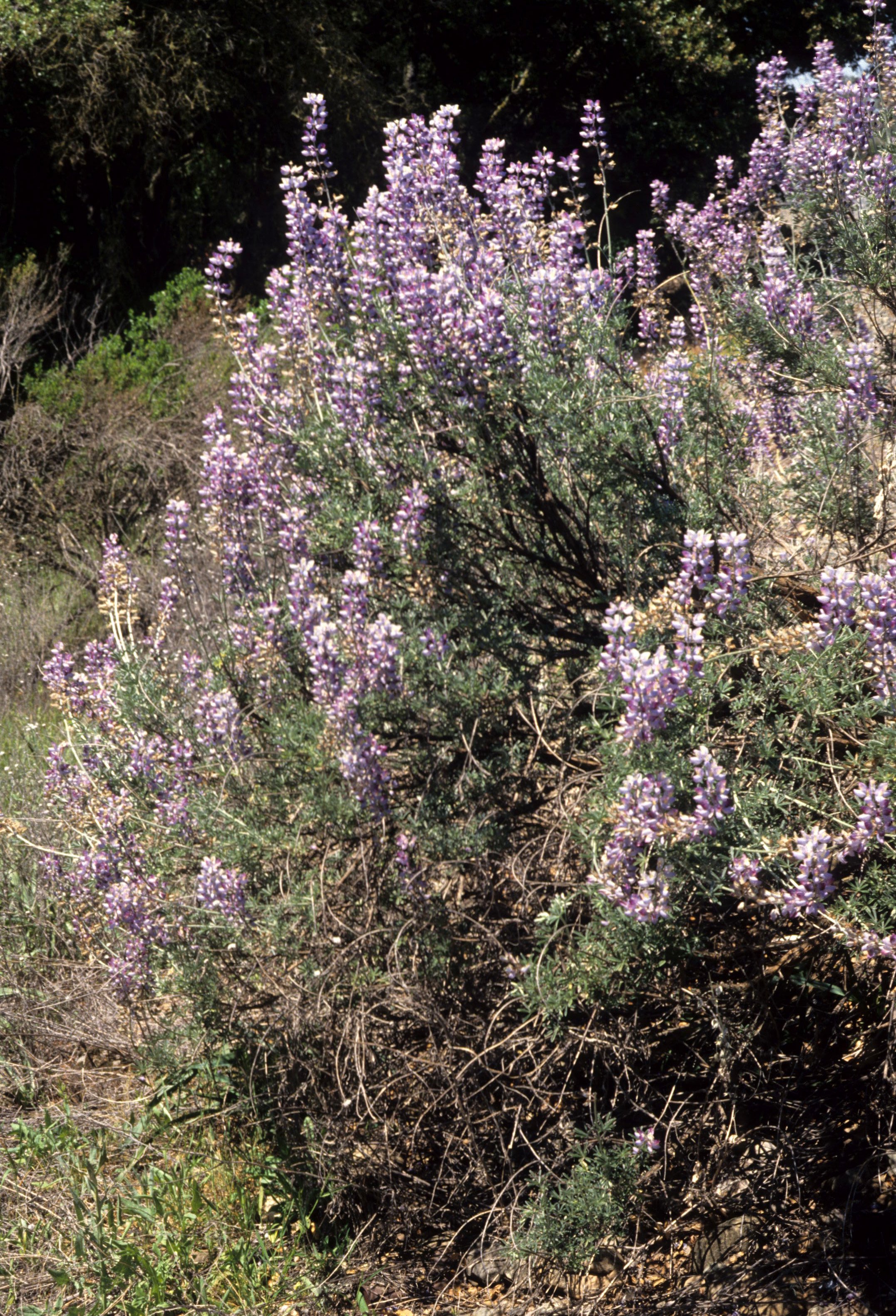 CALIFORNIA - SIERRA - LUPINUS ALBIFRONS - BUSH LUPINE - FOOTHILLS A.jpg